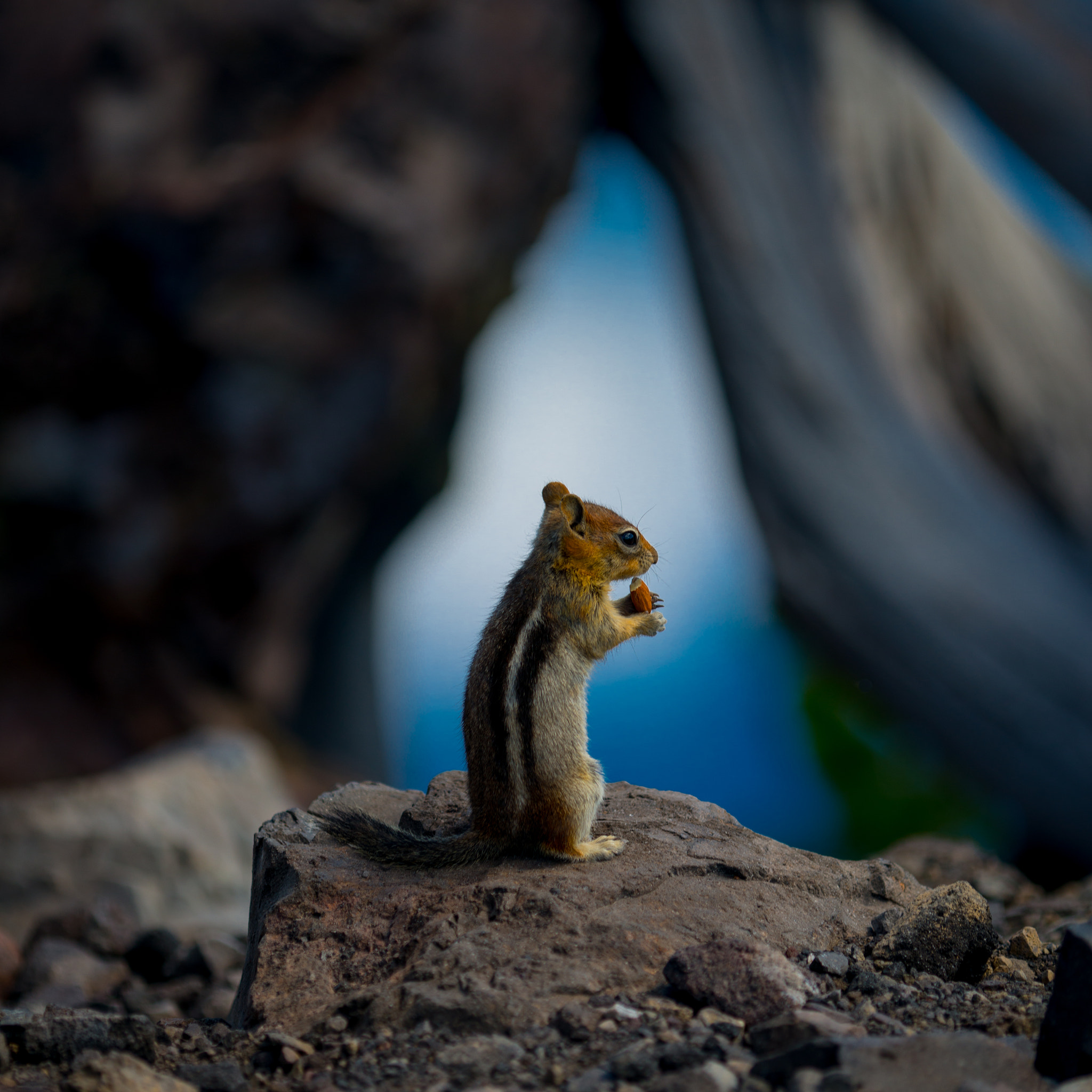 Nikon D800 + Nikon AF Micro-Nikkor 200mm F4D ED-IF sample photo. Chip or dale?, crater lake, 2014 photography