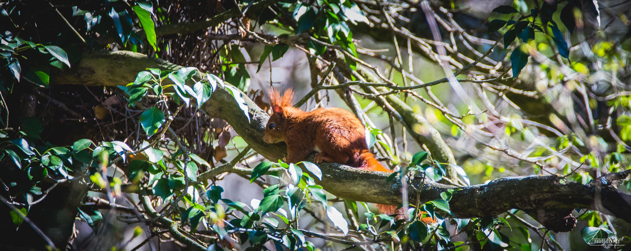 Sigma 150-600mm F5-6.3 DG OS HSM | C sample photo. Écureuil roux / red squirrel photography