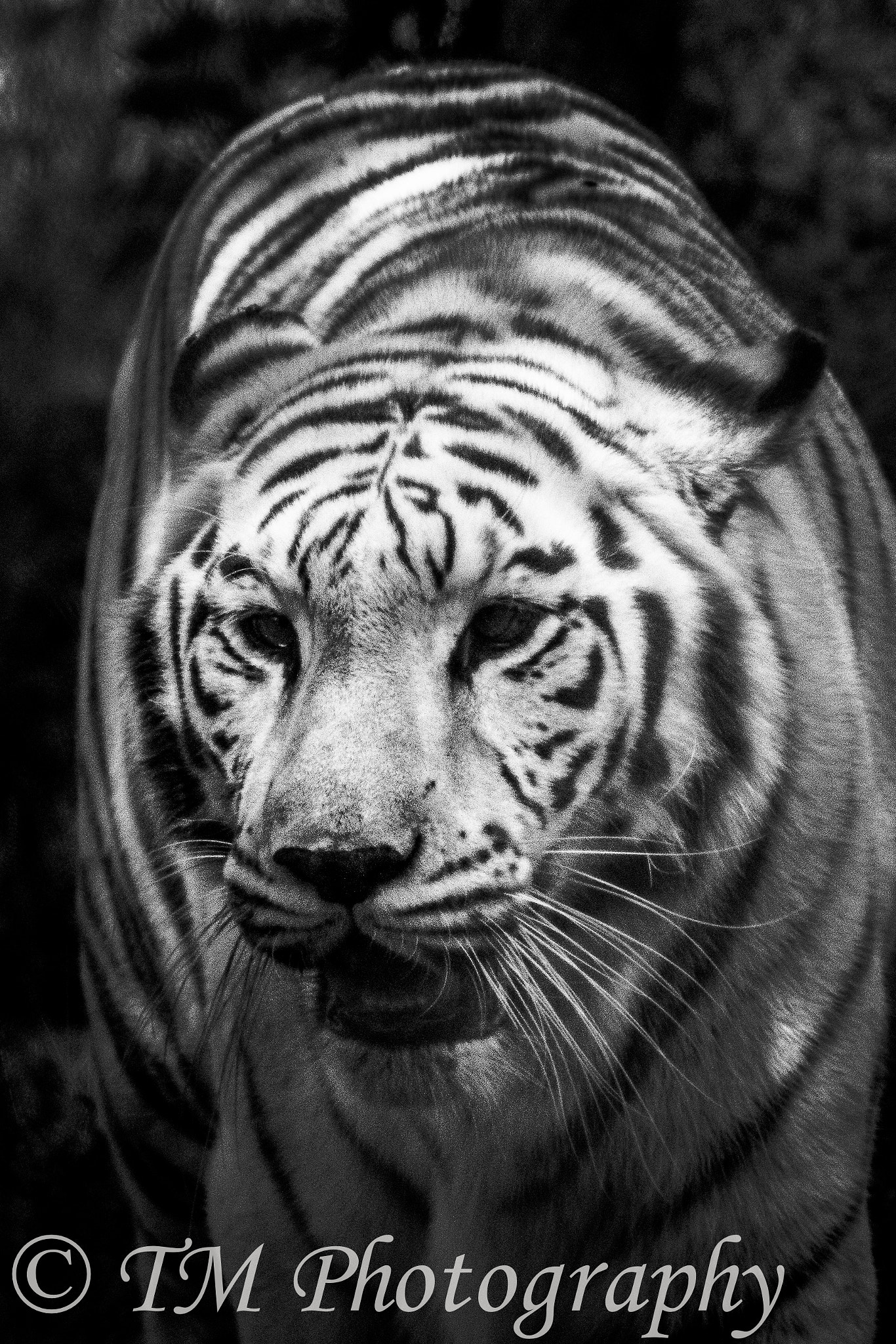 Canon EOS 1200D (EOS Rebel T5 / EOS Kiss X70 / EOS Hi) sample photo. Tiger bw photography