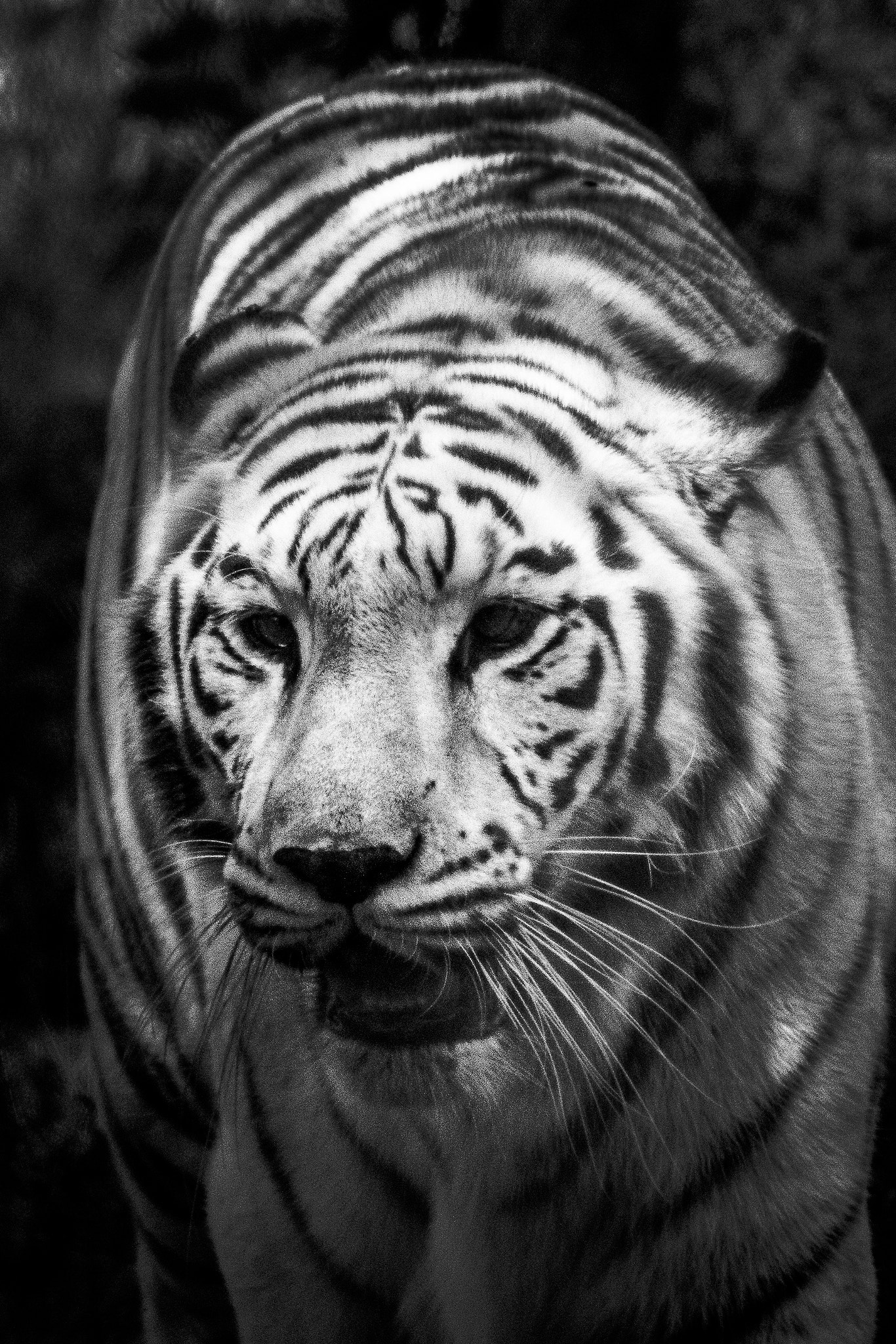 Canon EOS 1200D (EOS Rebel T5 / EOS Kiss X70 / EOS Hi) sample photo. Tiger bw photography