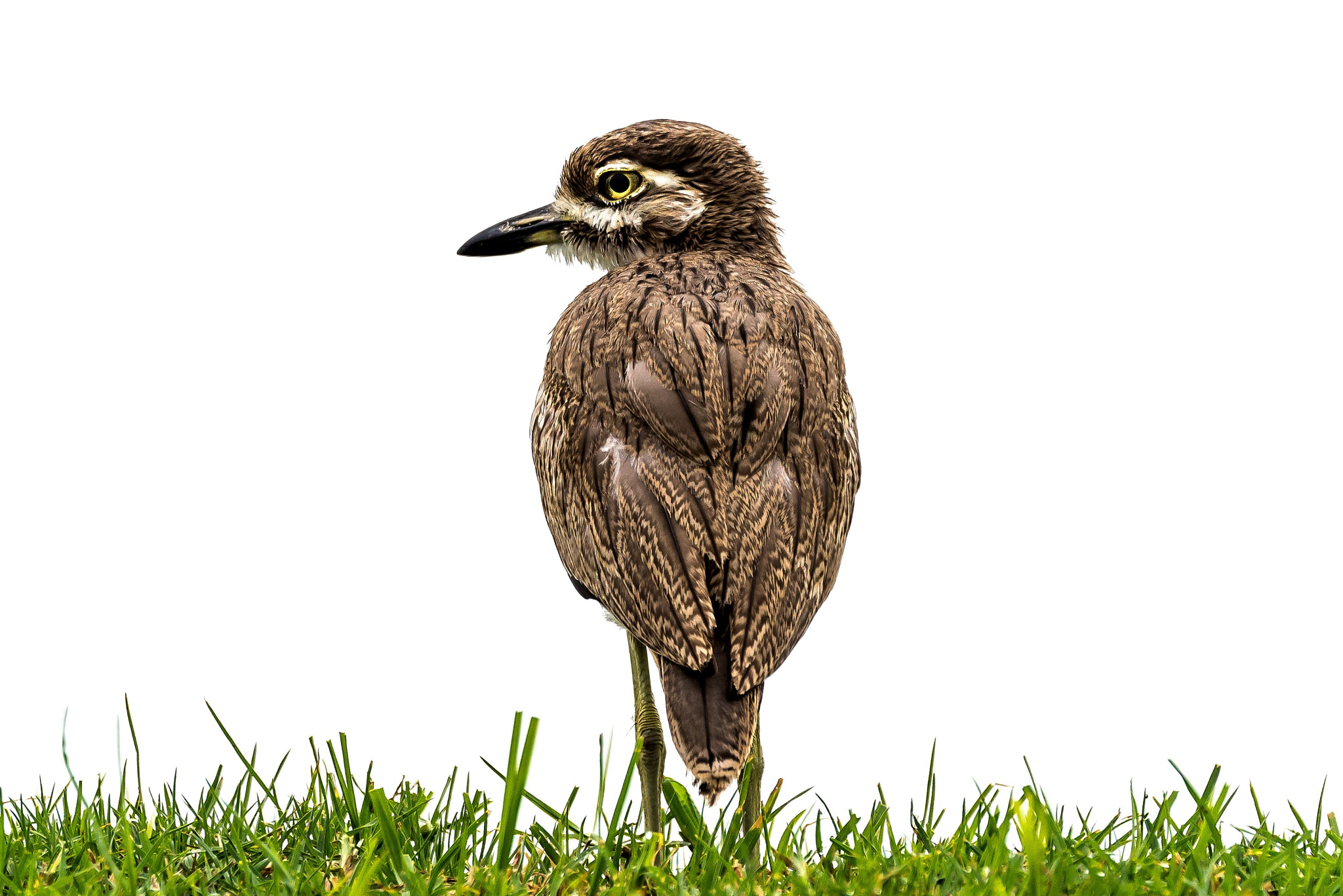 Nikon D610 + Sigma 150-600mm F5-6.3 DG OS HSM | S sample photo. Water thick-knee photography