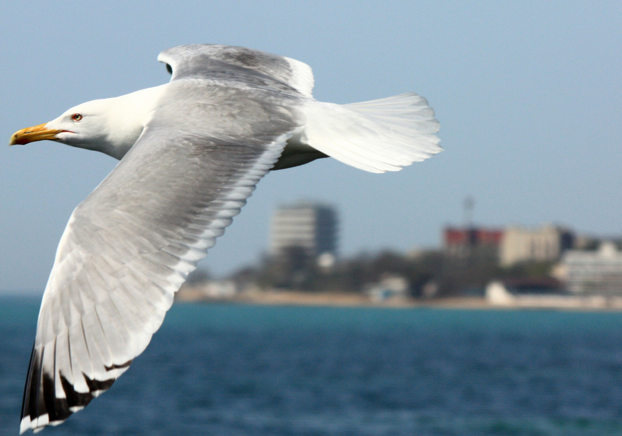 Canon EOS 450D (EOS Rebel XSi / EOS Kiss X2) sample photo. Wings of crimea photography