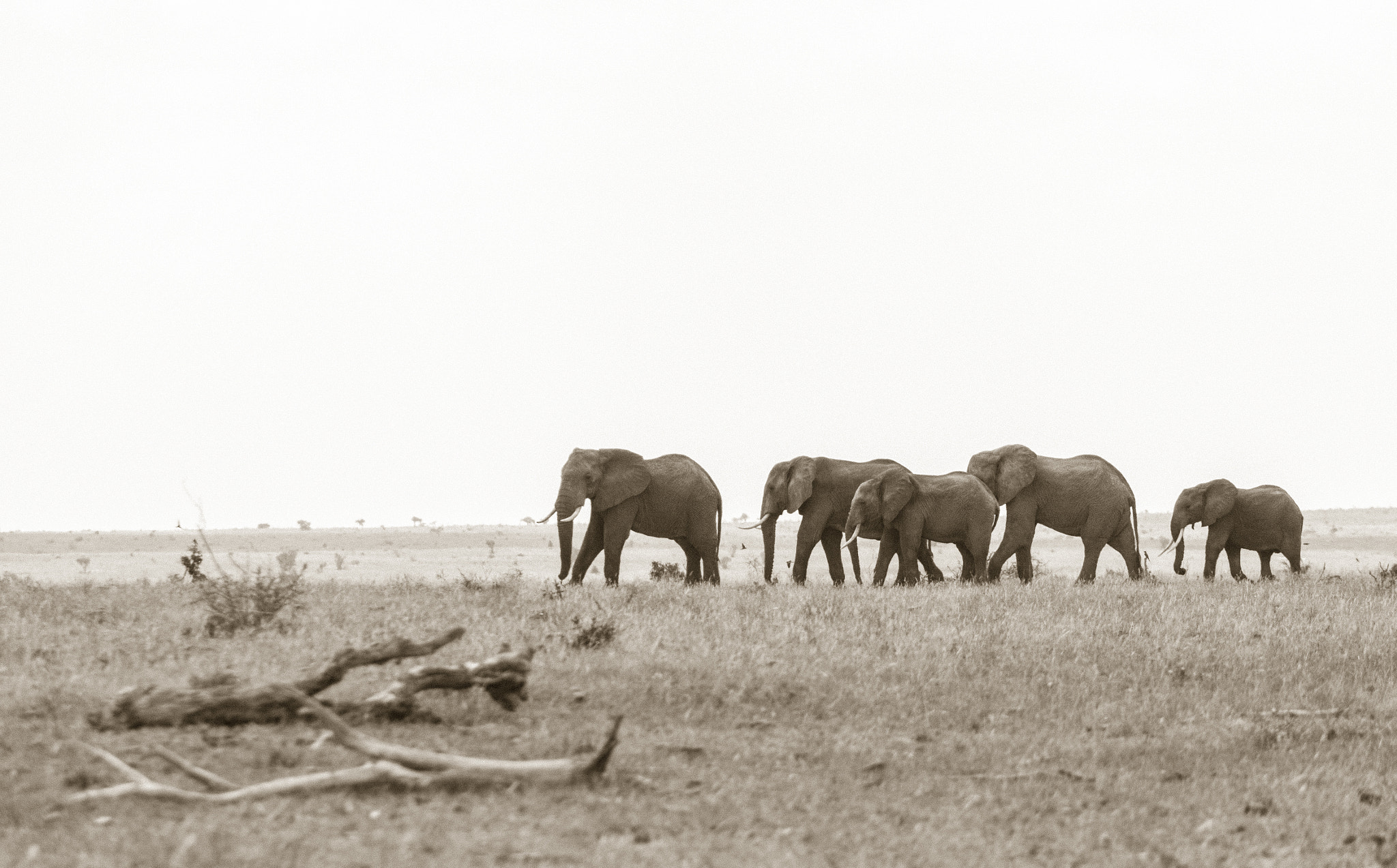 Canon EOS 5D Mark II + Canon EF 70-200mm F4L USM sample photo. Elephants - tsavo est photography