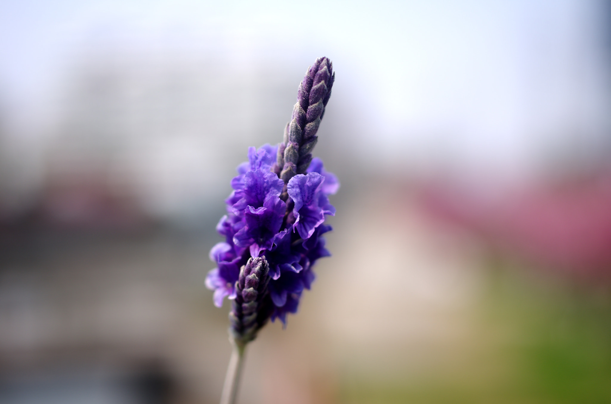 Pentax K-5 + HD Pentax DA 35mm F2.8 Macro Limited sample photo. Purple photography