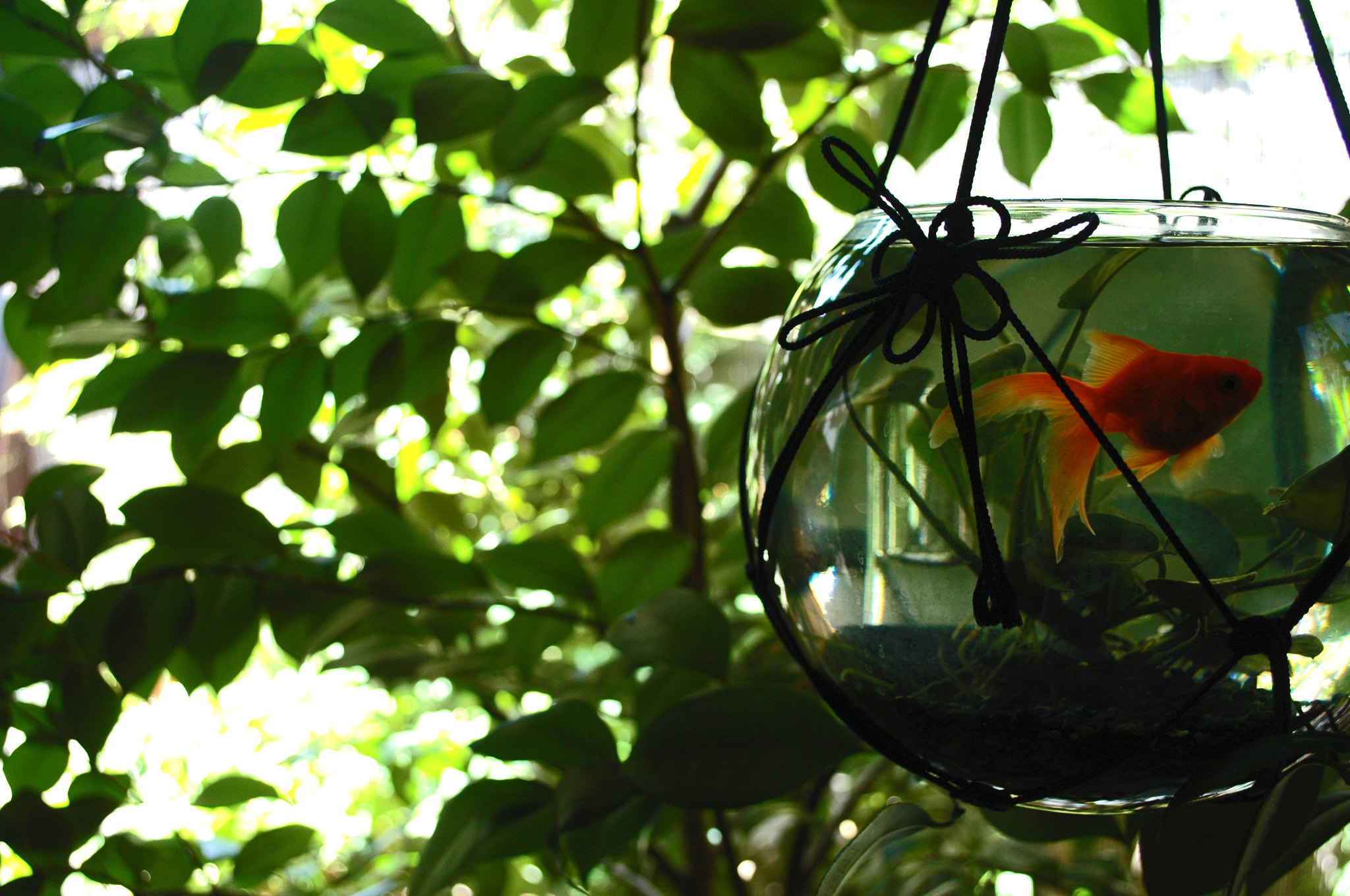 Nikon D70 sample photo. 金魚 photography