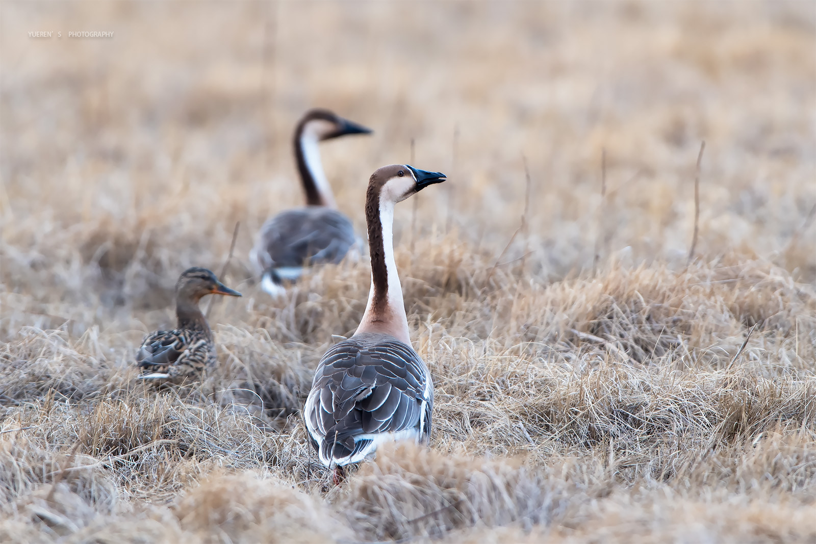 Nikon D5 + Nikon AF-S Nikkor 600mm F4G ED VR sample photo. 鸿雁 photography
