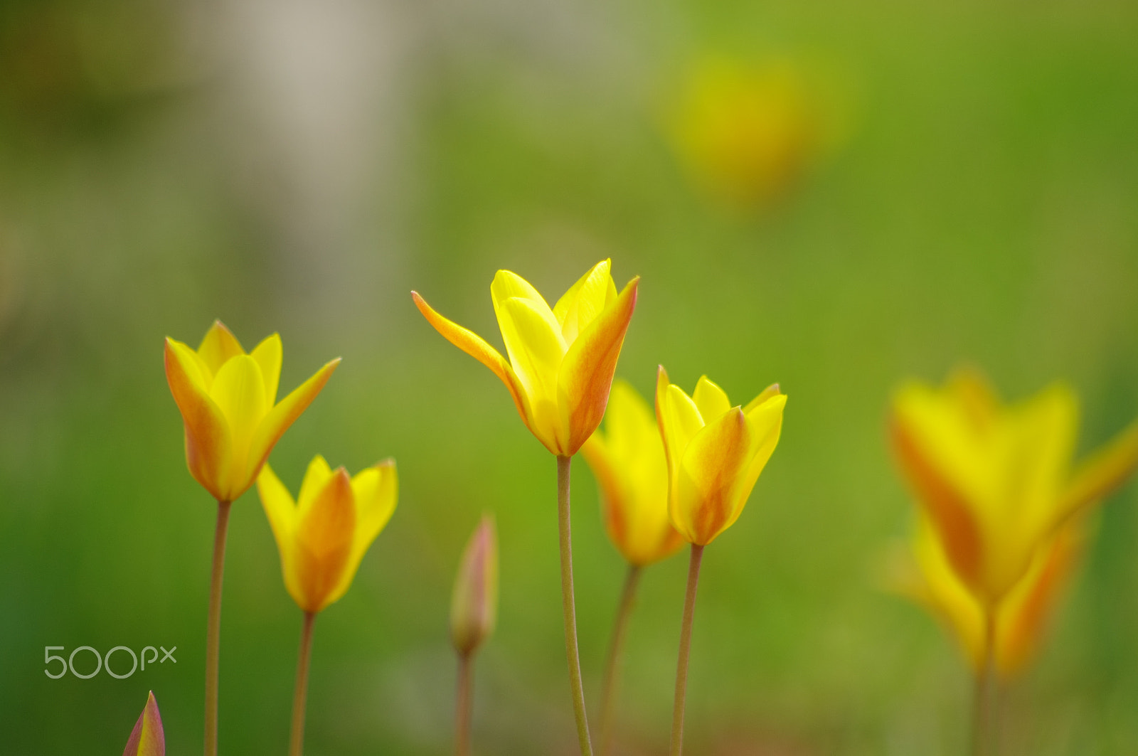 smc PENTAX-DA L 55-300mm F4-5.8 ED sample photo. Small tulip photography