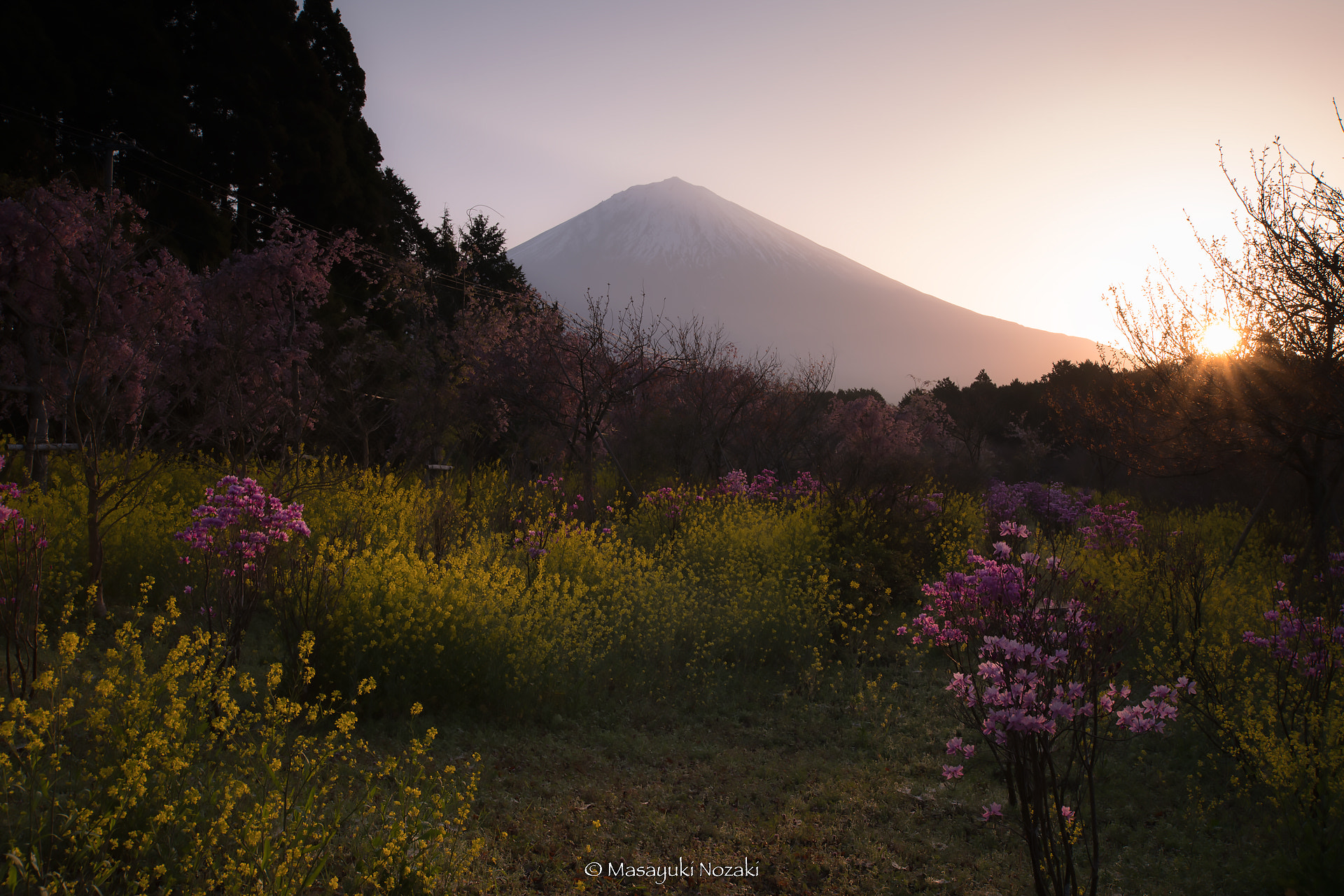 Tamron 18-270mm F3.5-6.3 Di II PZD sample photo. Mt.fuji in spring field photography