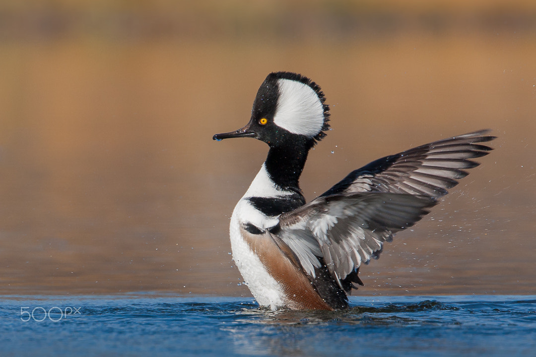 Canon EOS 40D + Canon EF 500mm F4L IS USM sample photo. Merganser photography