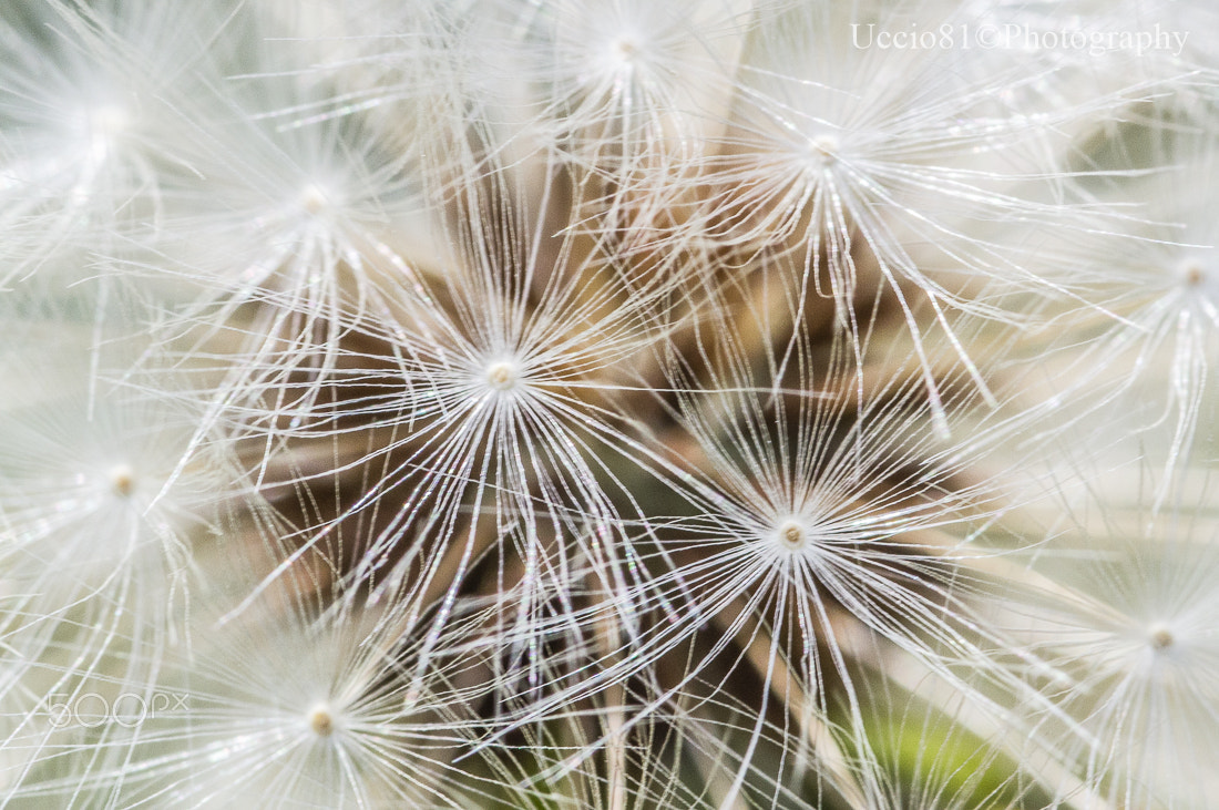 Sony Alpha DSLR-A580 sample photo. Dandelion photography