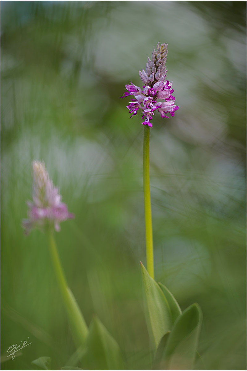 Sigma 150mm F2.8 EX DG OS Macro HSM sample photo. Orchis militaris photography