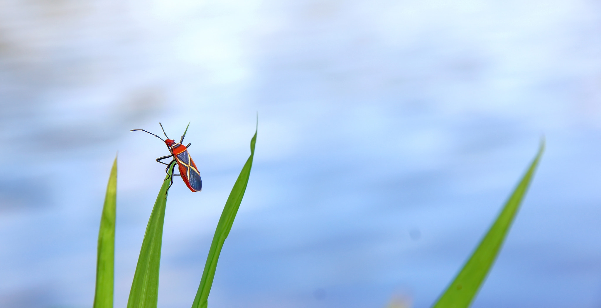 Sony SLT-A55 (SLT-A55V) + Sigma 18-200mm F3.5-6.3 DC sample photo. Insect photography