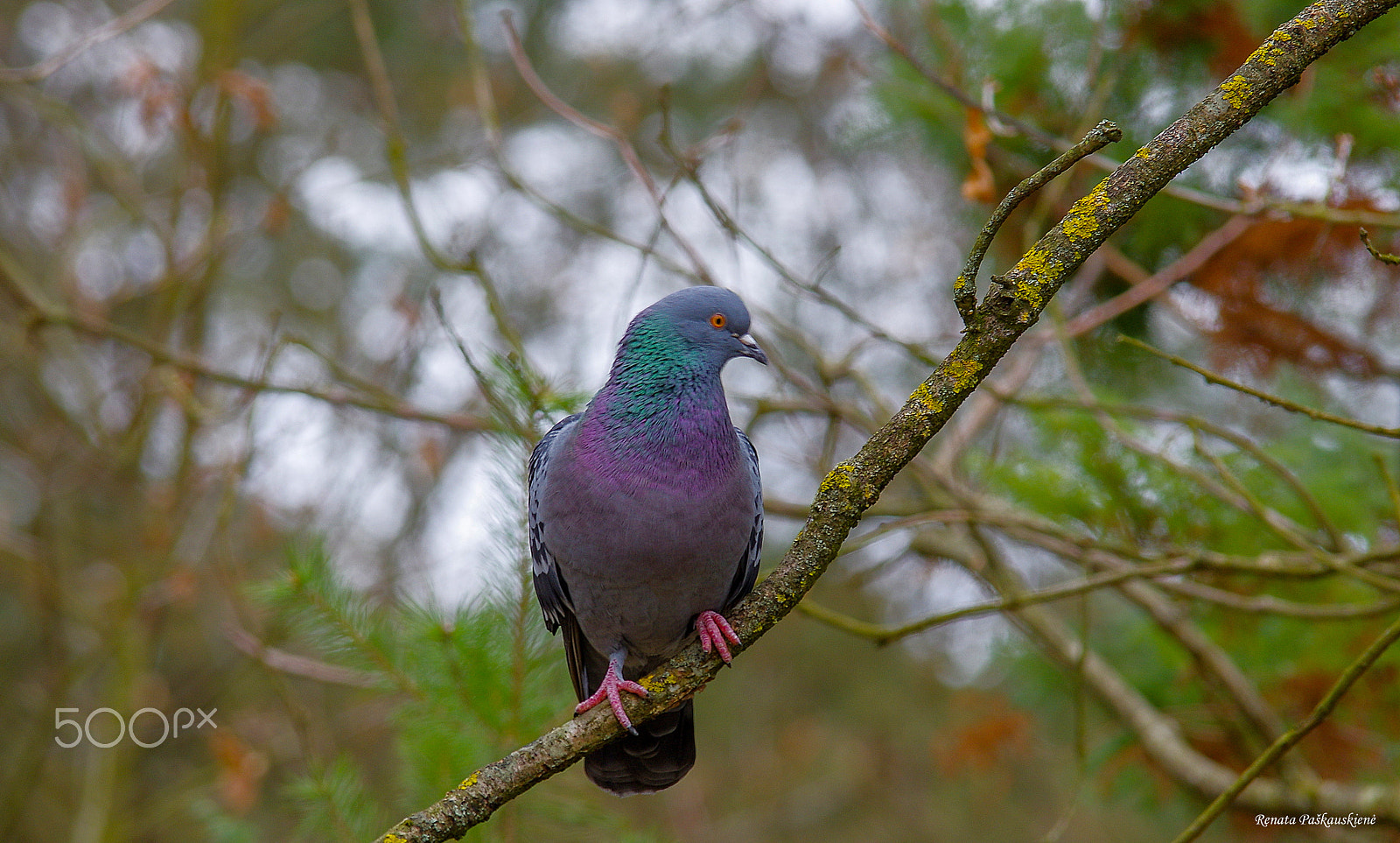 Pentax K-3 sample photo. Bird photography