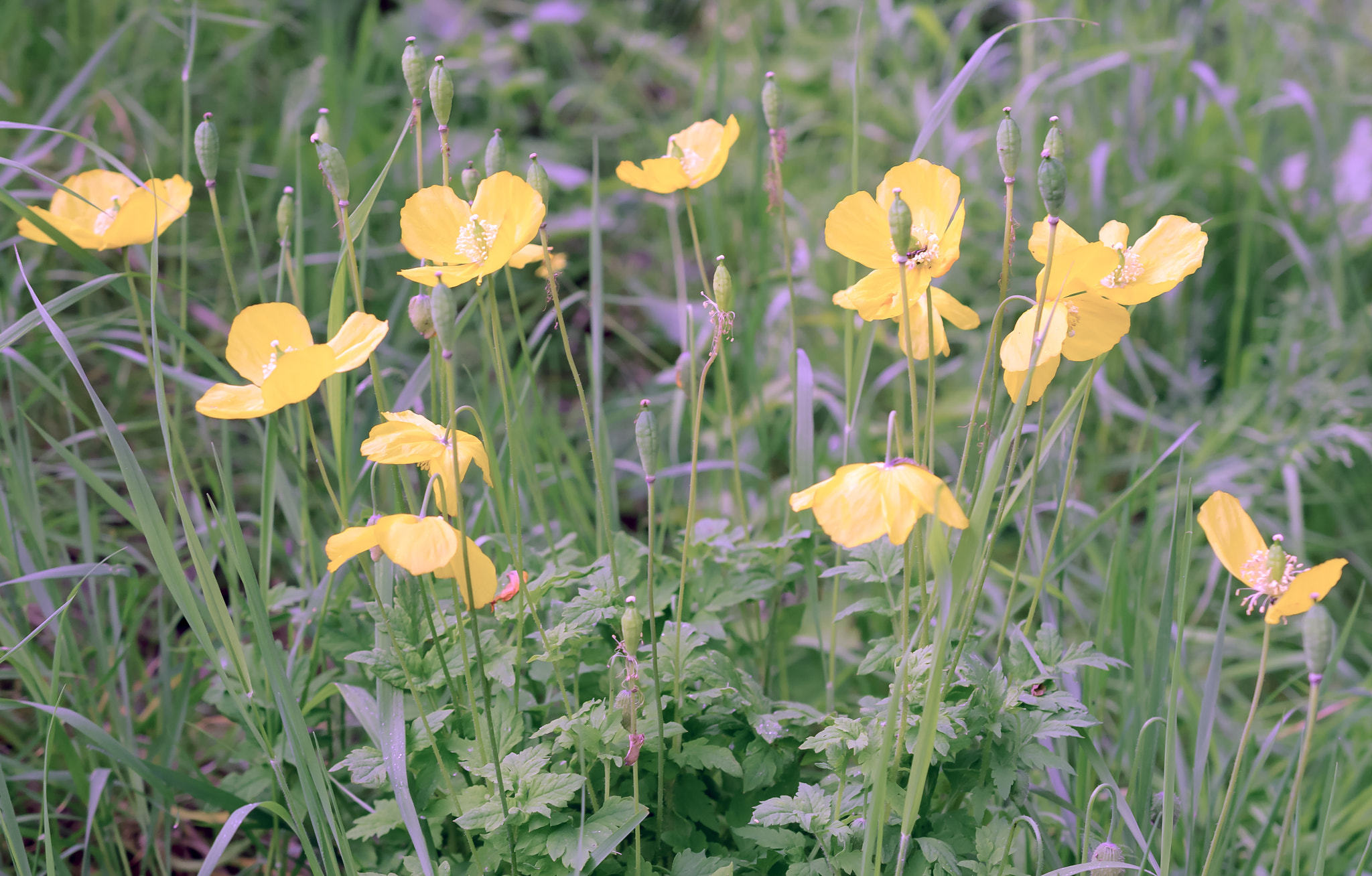 Nikon AF-S DX Micro Nikkor 40mm F2.8 sample photo. Welsh poppy photography