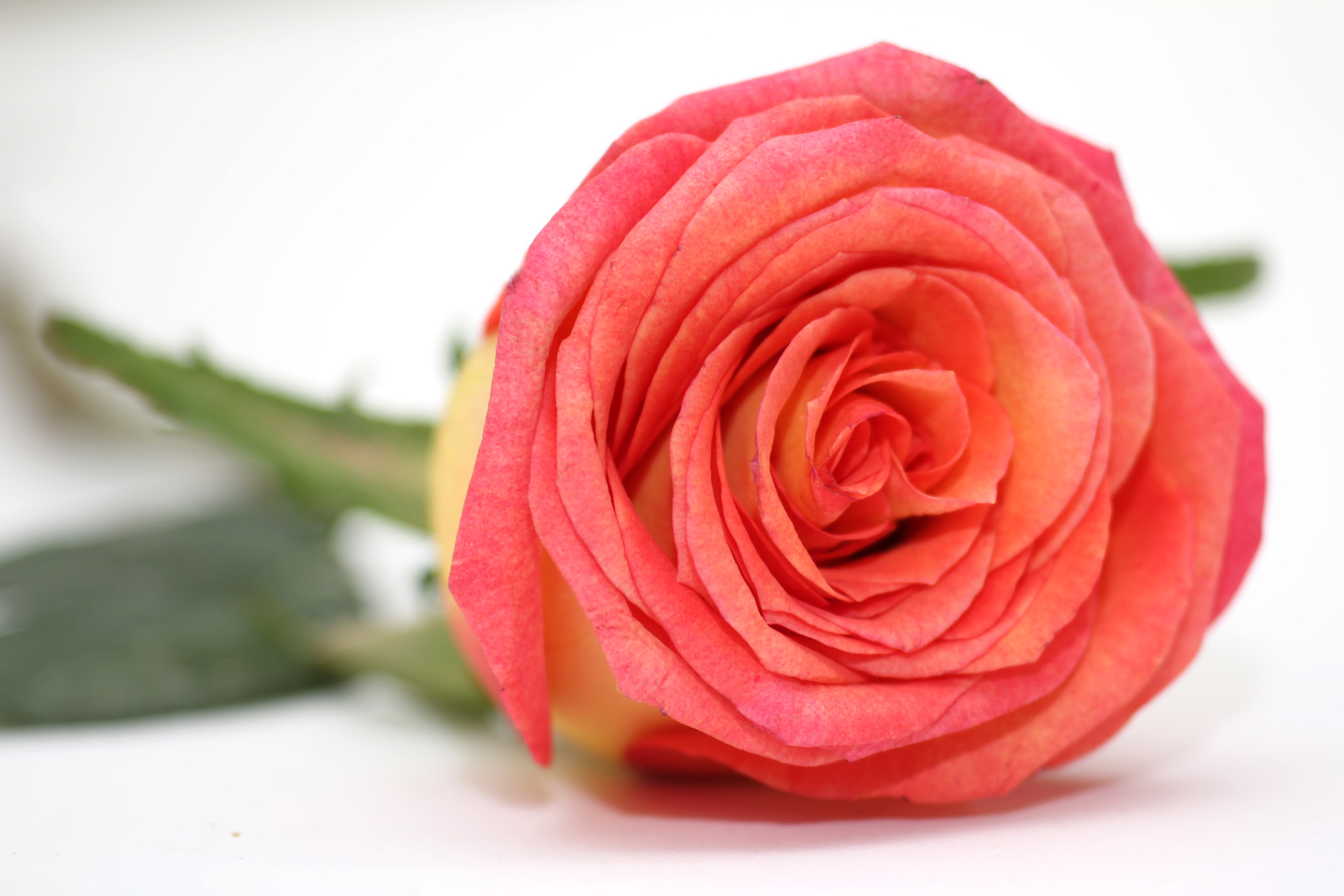 Canon EF 100mm F2.8 Macro USM sample photo. Rose photography