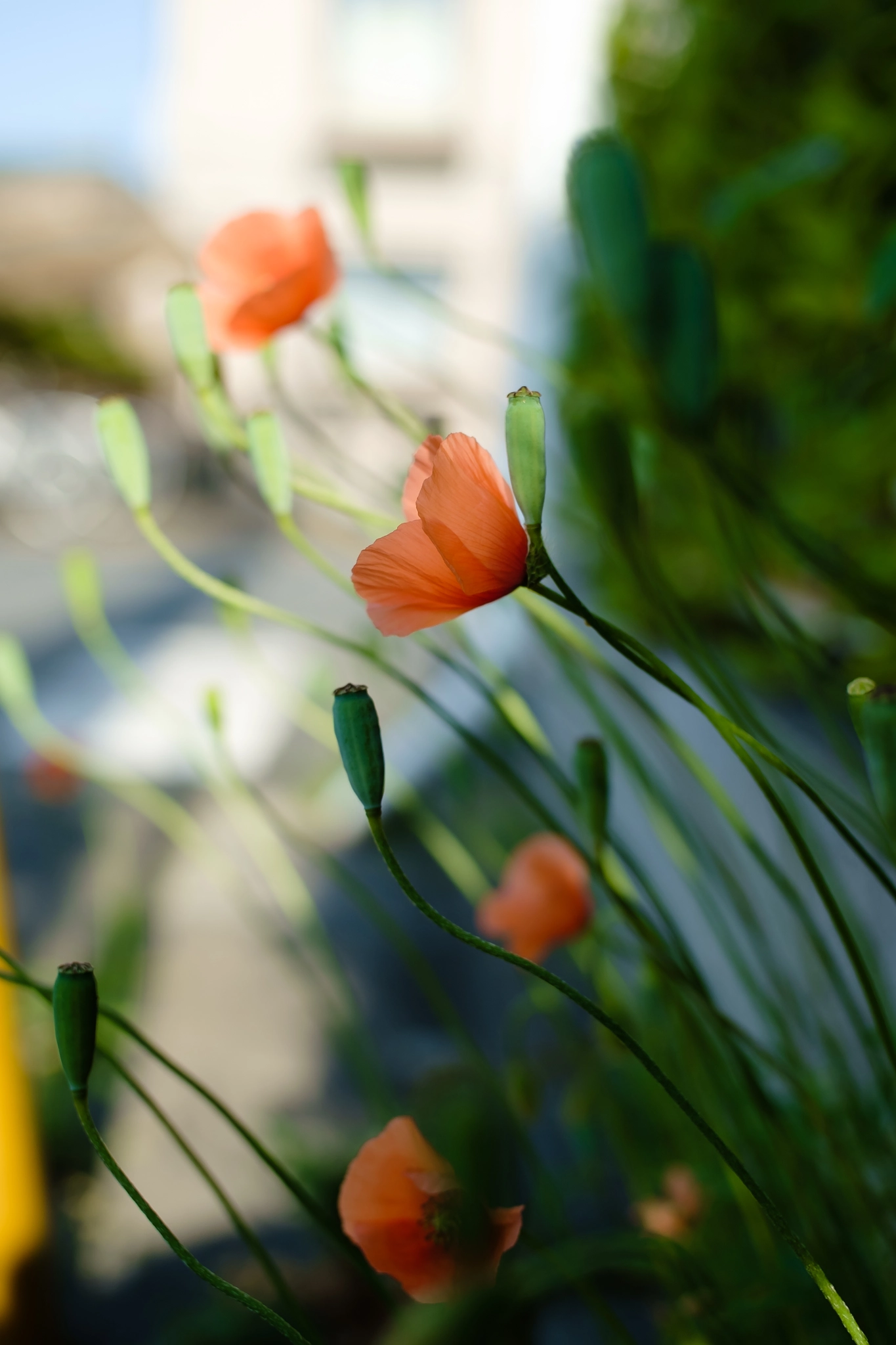 Fujifilm X-Pro1 + ZEISS Touit 32mm F1.8 sample photo. Because it is the last morning greeting photography