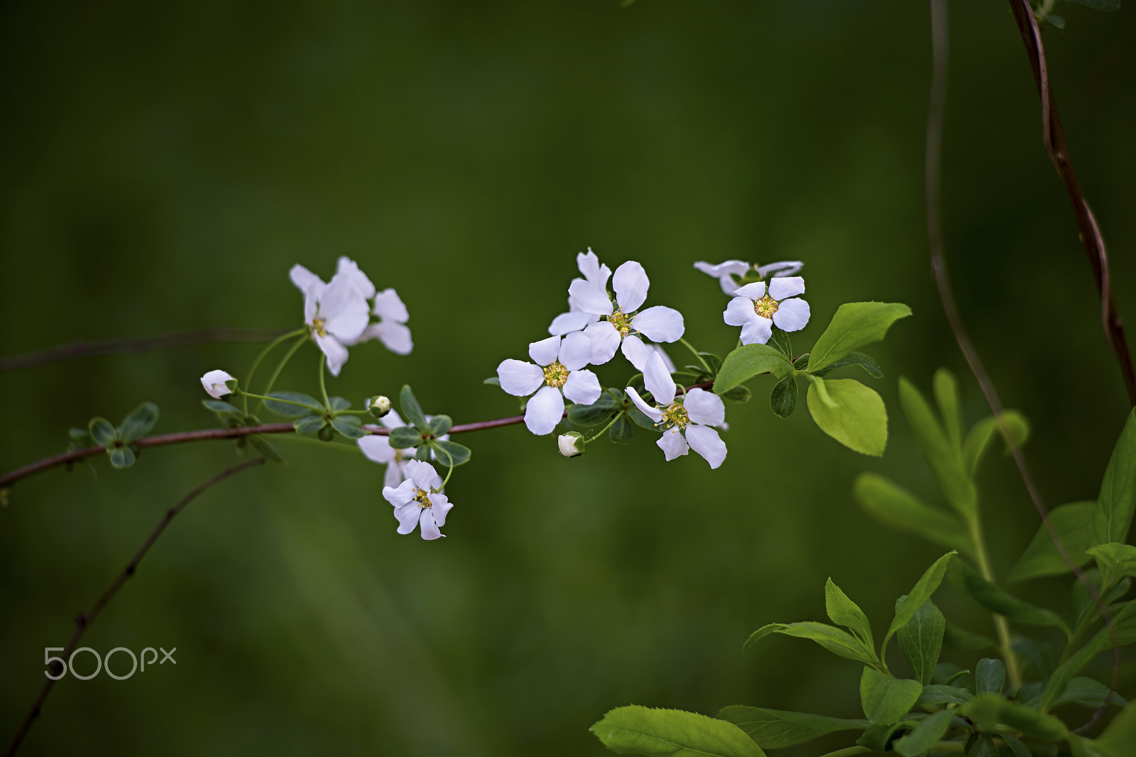Canon EF-S 18-135mm F3.5-5.6 IS STM sample photo. Family of flowers photography