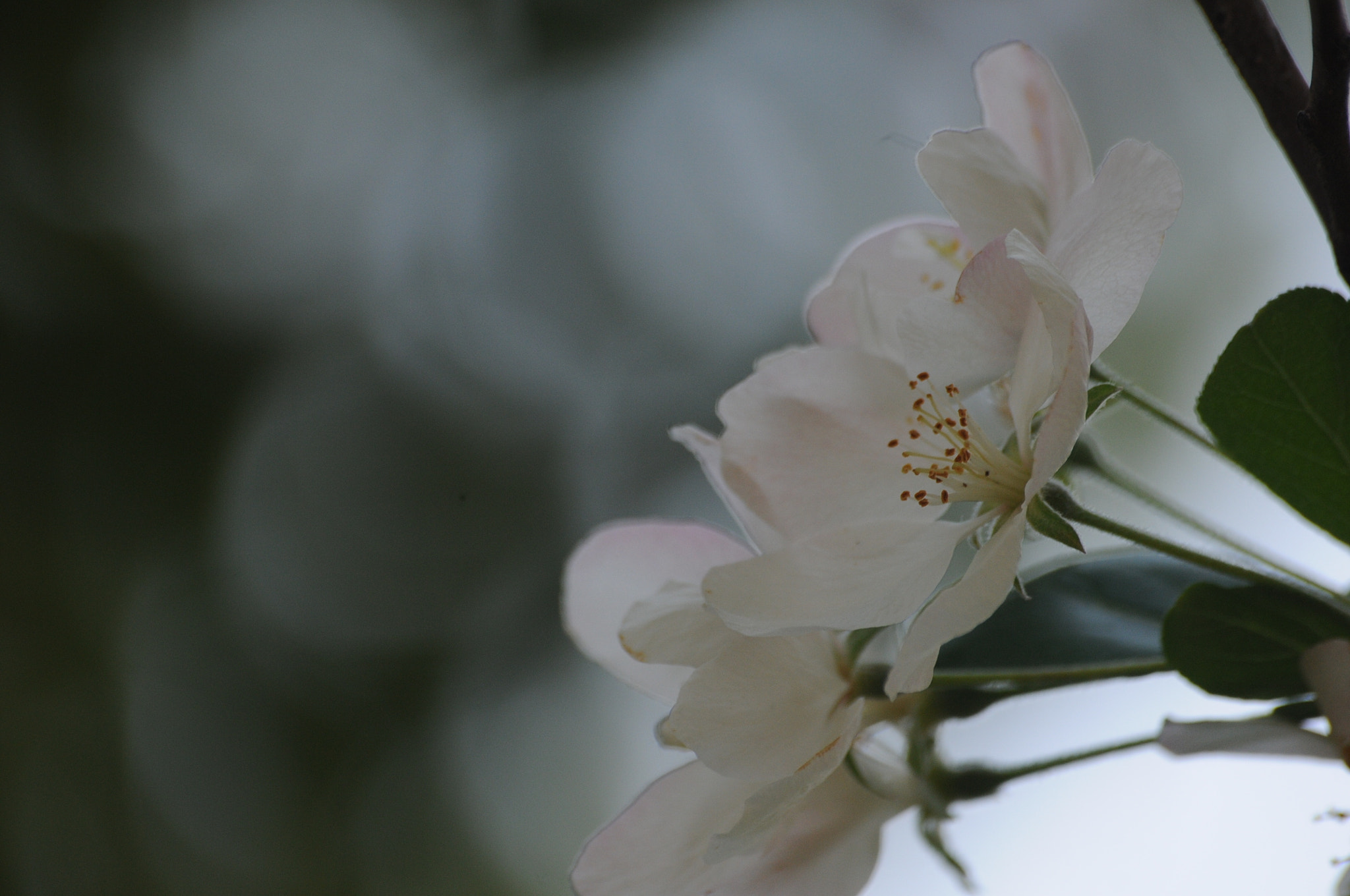 Sigma 70-300mm F4-5.6 APO DG Macro sample photo. 桜  sakura    bokeh world   japan   photography