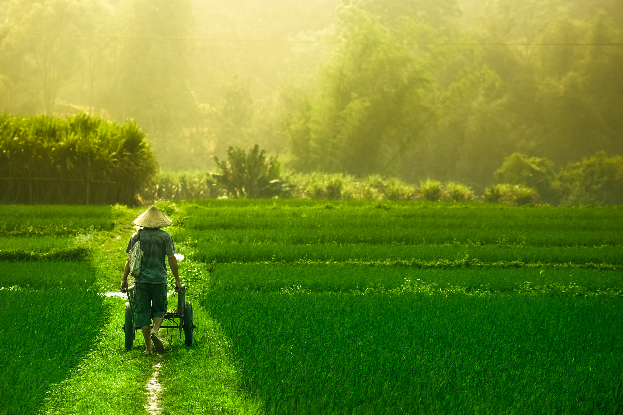 AF Zoom-Nikkor 35-135mm f/3.5-4.5 N sample photo. Cao ki in bac kan, viet nam photography