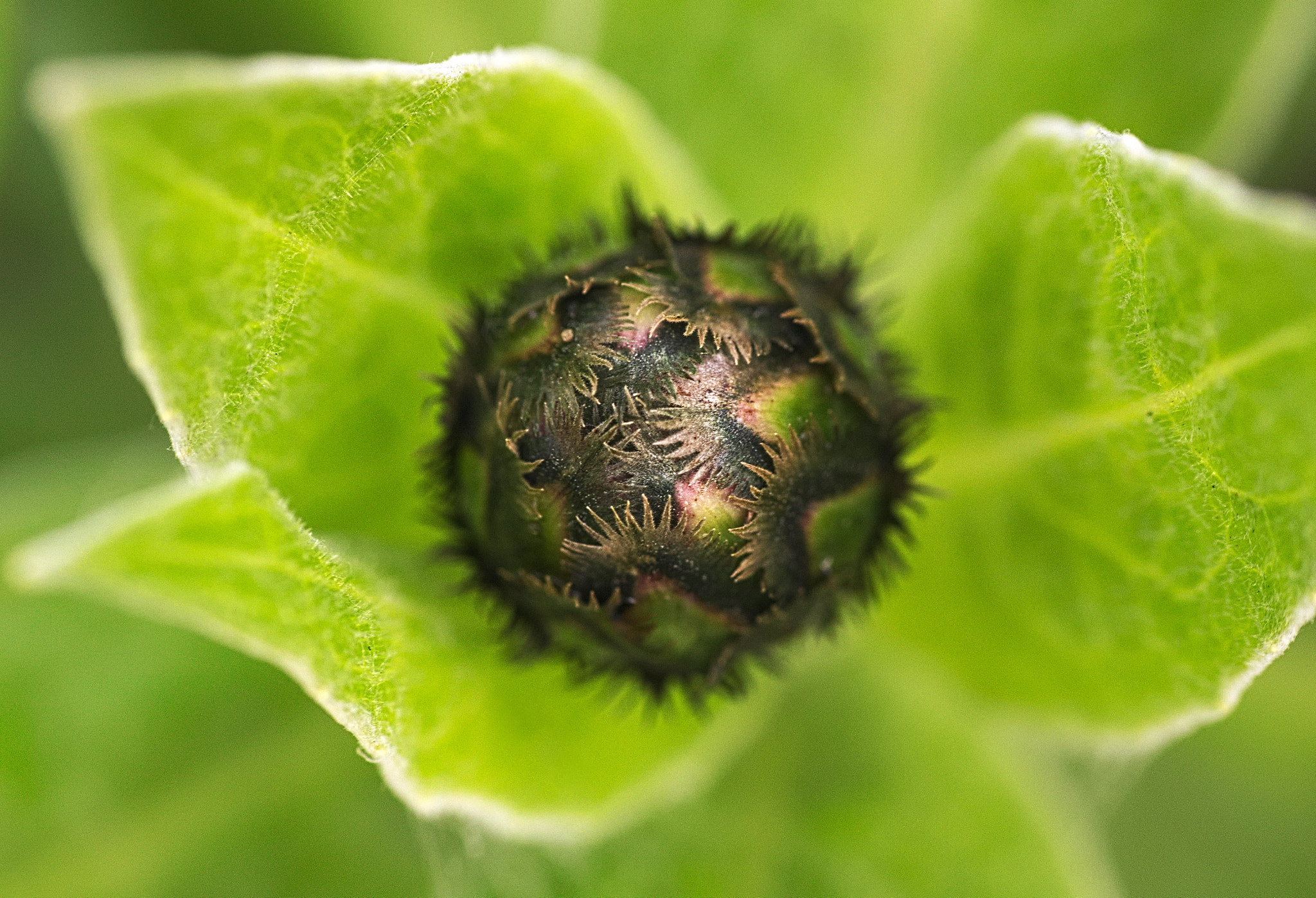 Sony SLT-A37 + Sigma 70-300mm F4-5.6 DL Macro sample photo. Gears photography