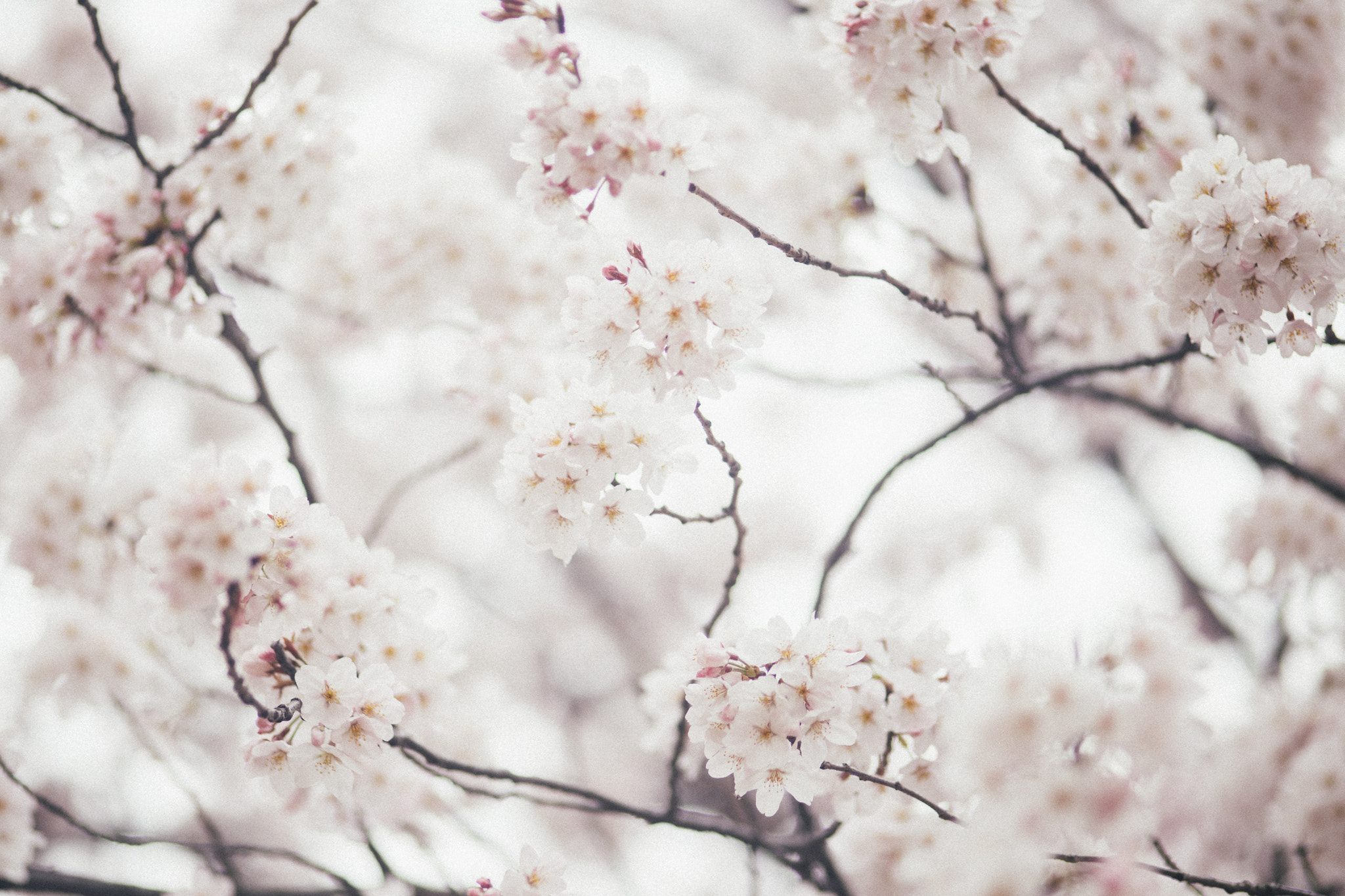 ZEISS Makro-Planar T* 100mm F2 sample photo. Lost in the pink photography