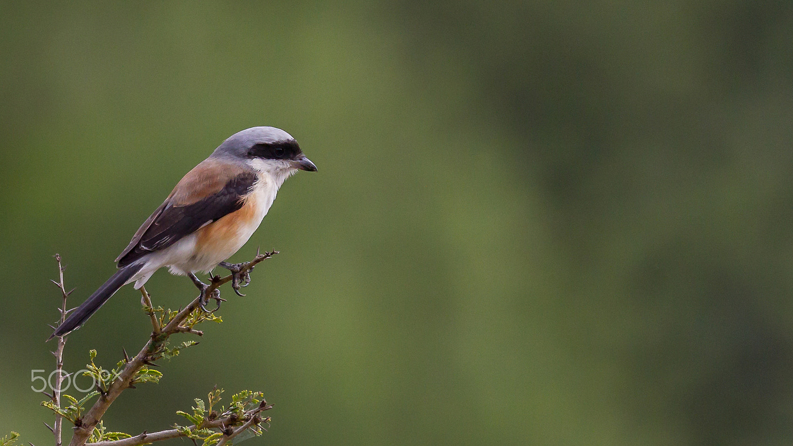 Canon EOS 60D + Canon EF 100-400mm F4.5-5.6L IS II USM sample photo. Shrike...!!! photography