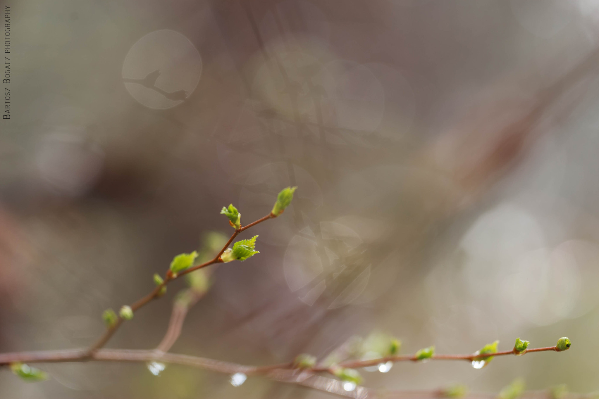 Sigma 150mm f/2.8 EX DG OS HSM APO Macro sample photo. Twig bokeh photography