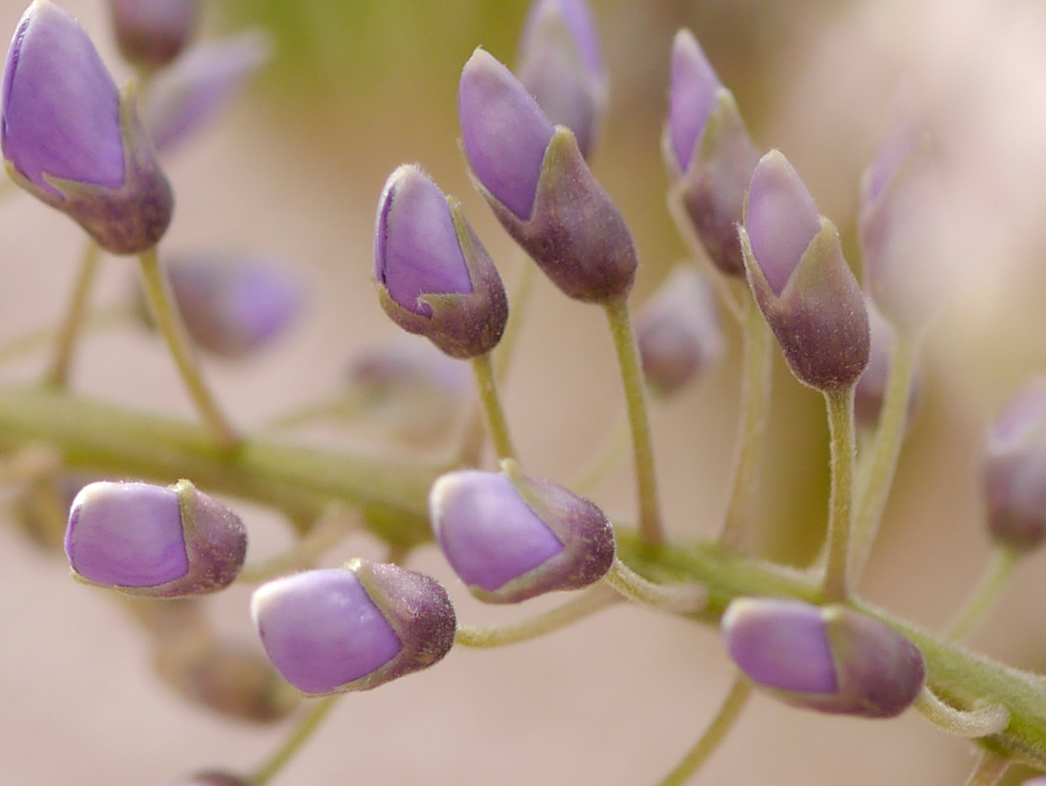 Panasonic Lumix DMC-GX1 + Panasonic Lumix G Macro 30mm F2.8 ASPH Mega OIS sample photo. Les fleurs de la glycine arrivent...! photography