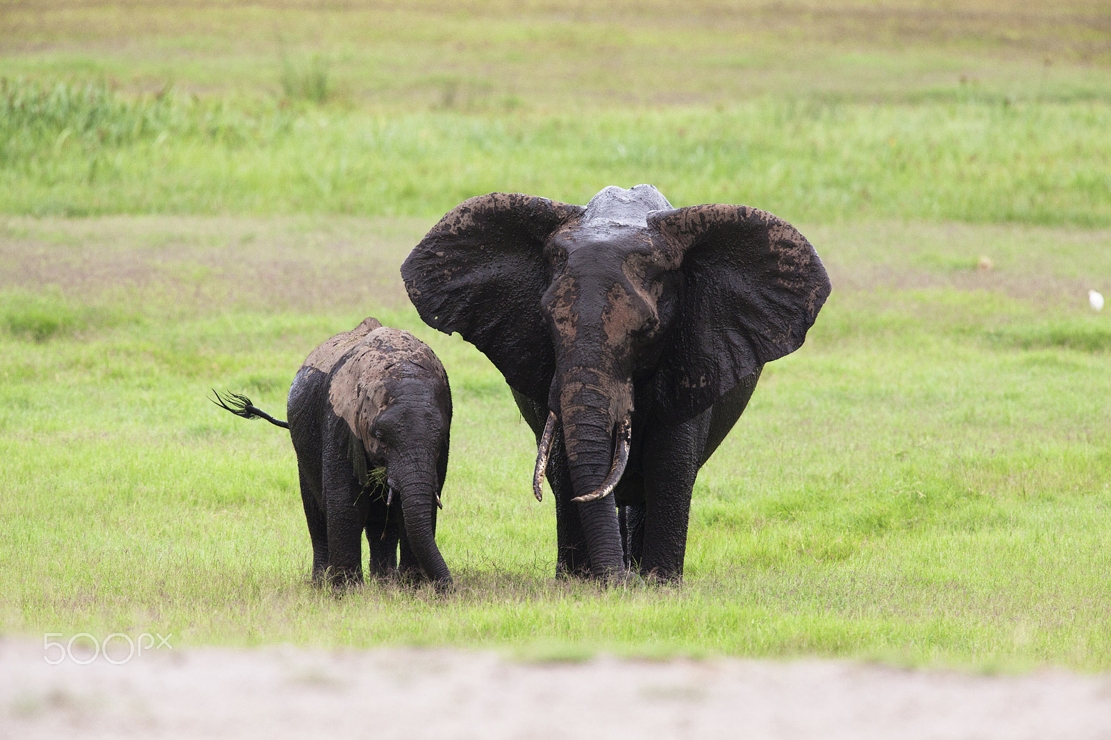 Canon EF 500mm F4L IS USM sample photo. African elephant photography