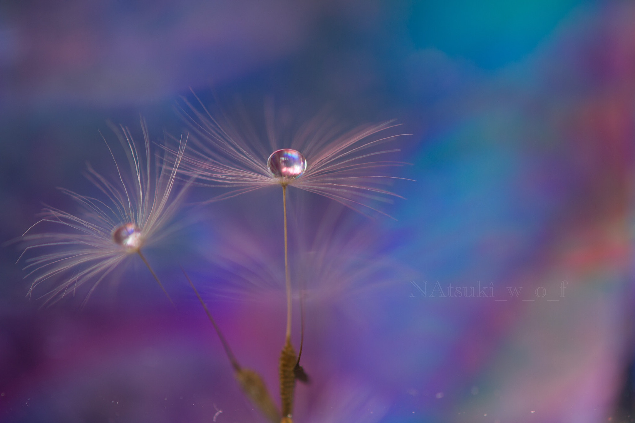 Tamron SP AF 180mm F3.5 Di LD (IF) Macro sample photo. Fantasy world photography