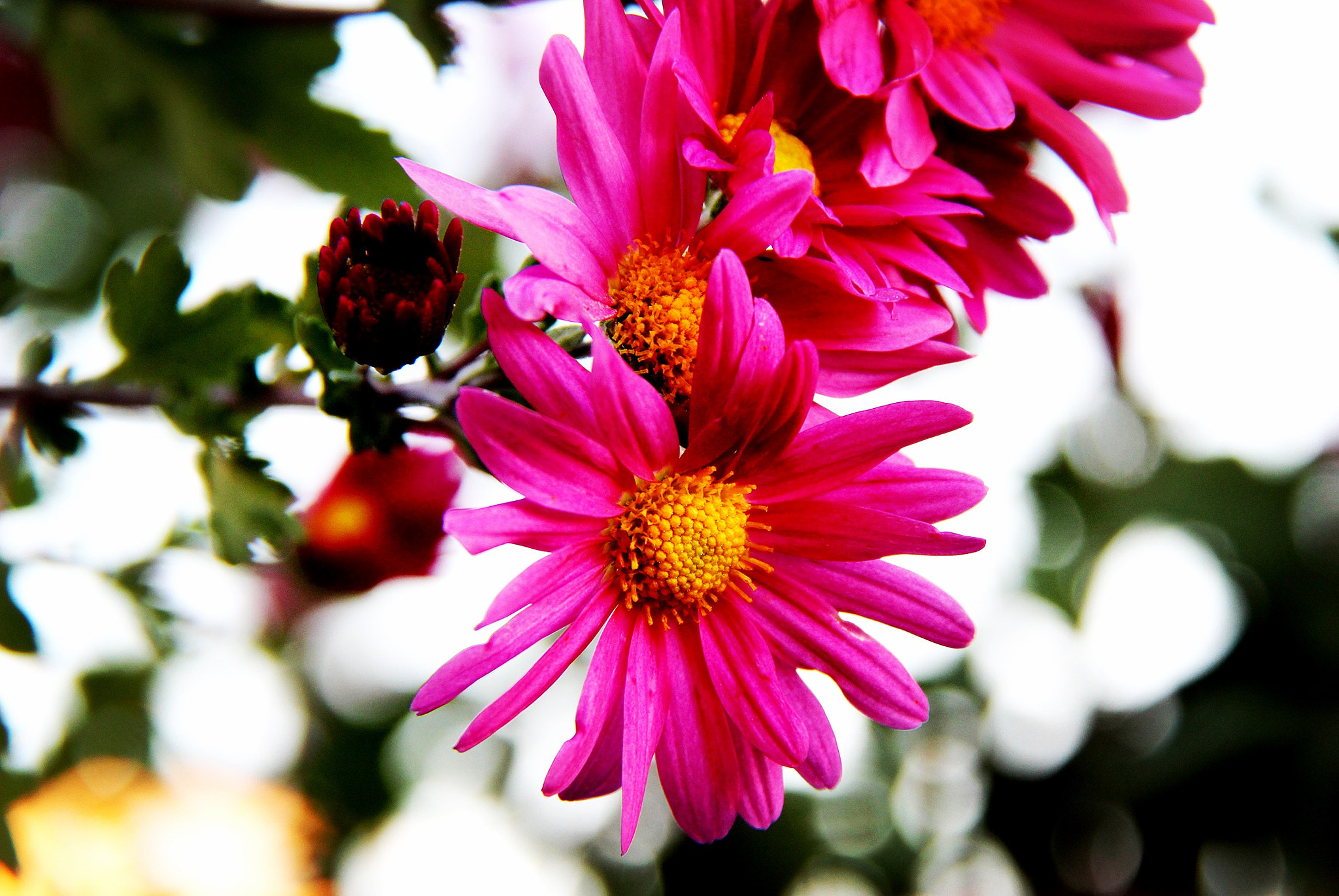 Canon EOS 100D (EOS Rebel SL1 / EOS Kiss X7) sample photo. Flower photography