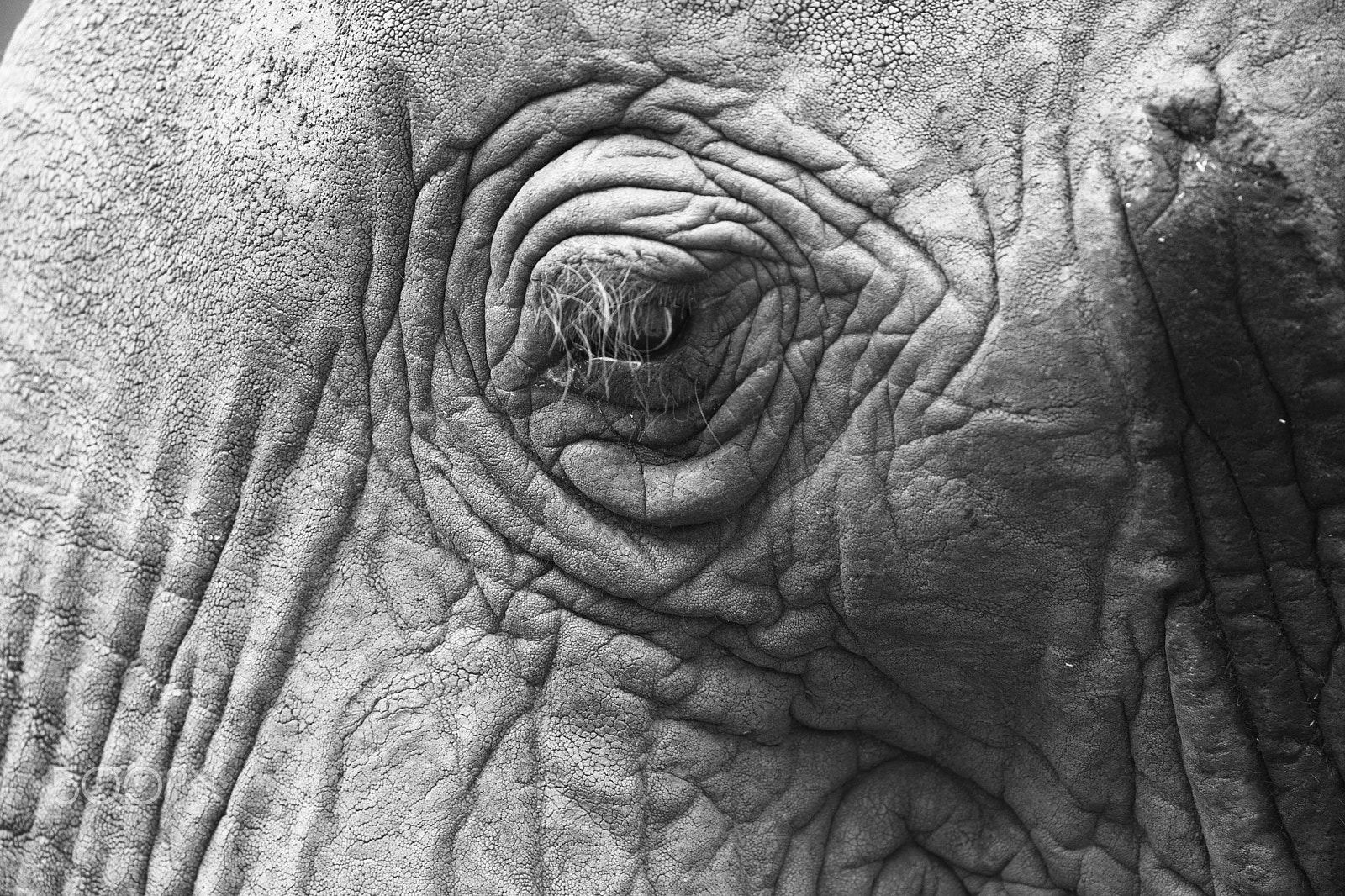 Canon EF 500mm F4L IS USM sample photo. African elephant photography