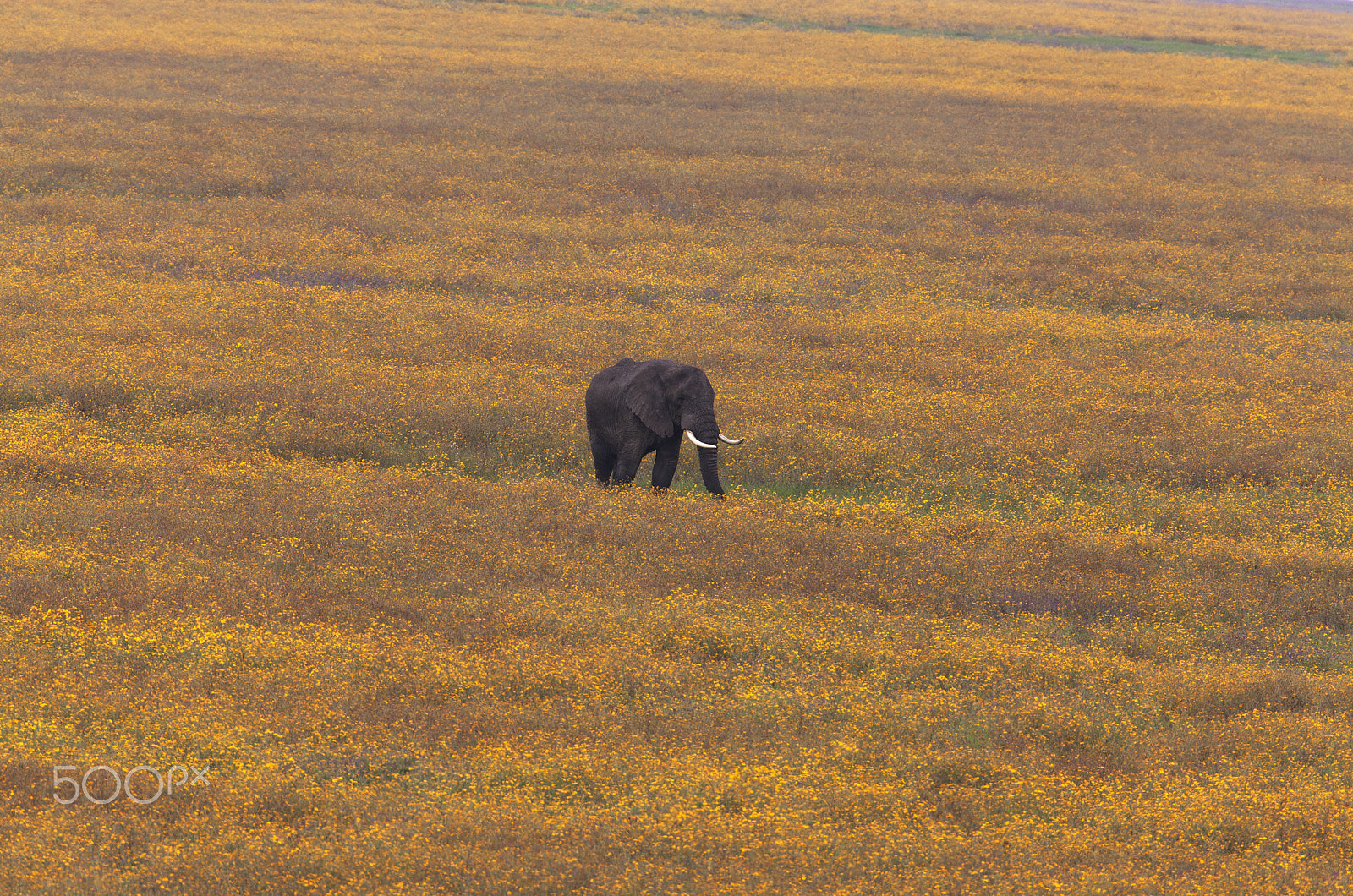 Canon EF 500mm F4L IS USM sample photo. African elephant photography