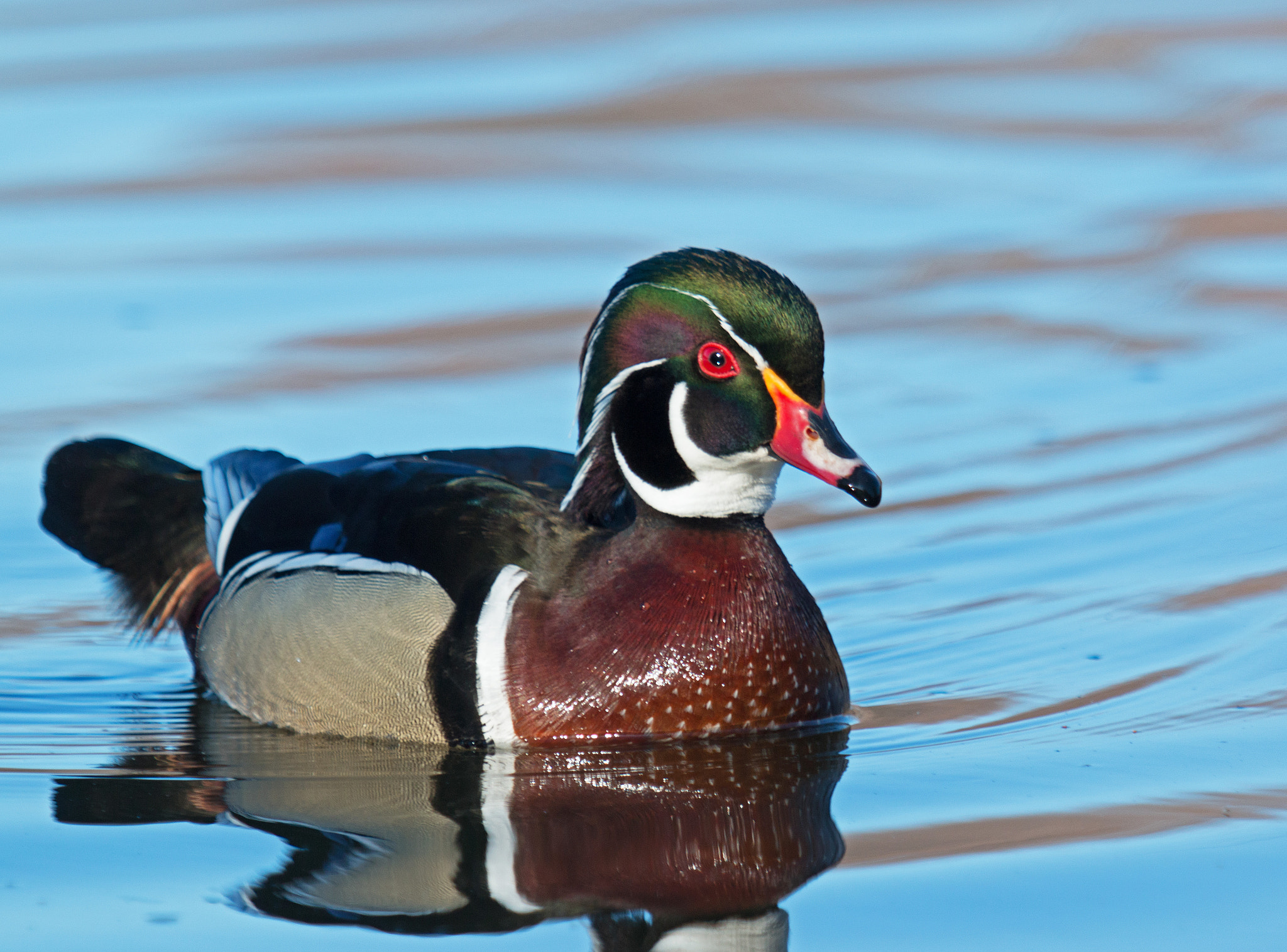 Canon EF 70-200mm F2.8L USM sample photo. Wood duck photography