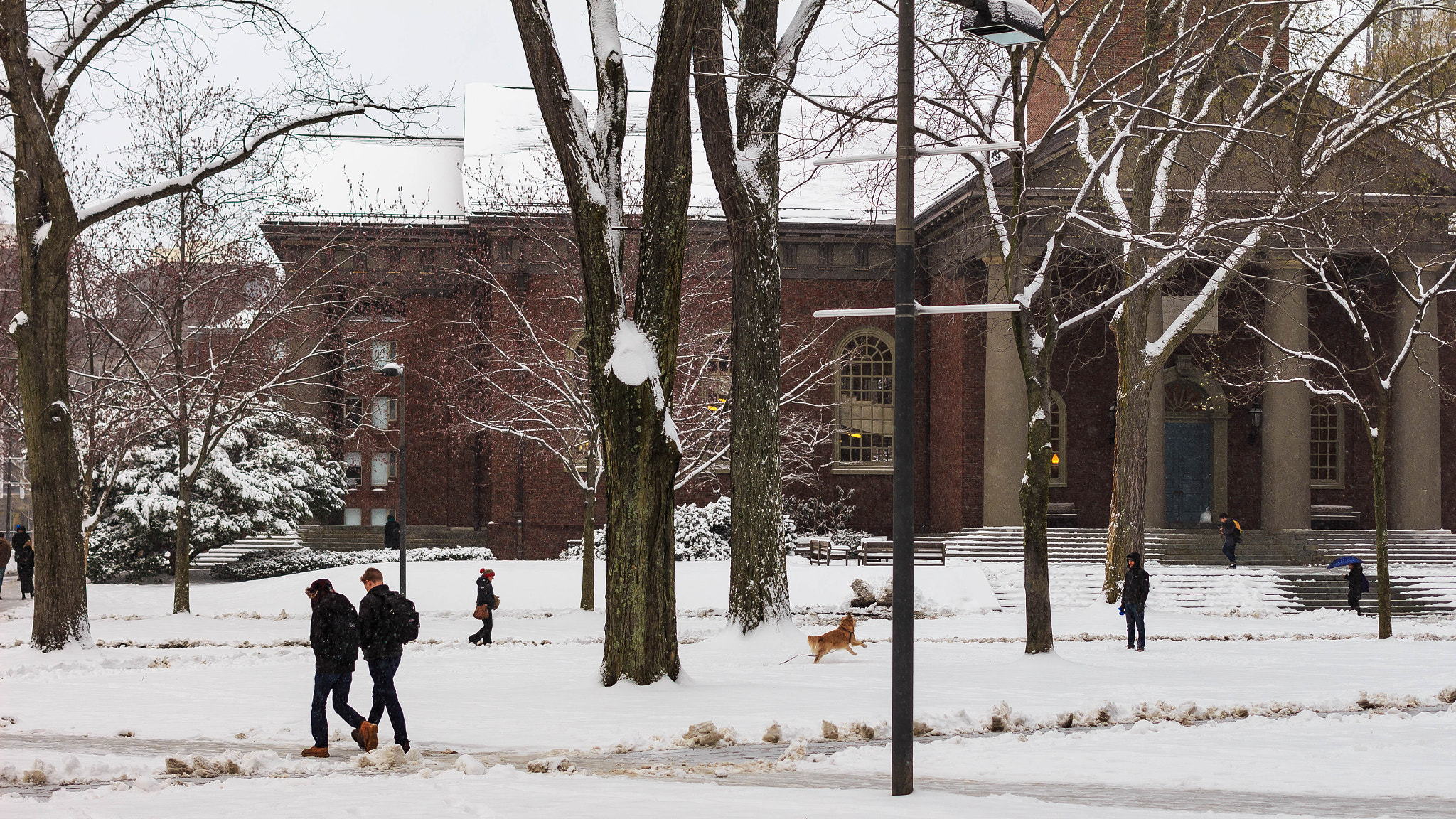 Canon EF 40mm F2.8 STM sample photo. Bruegel in harvard yard photography