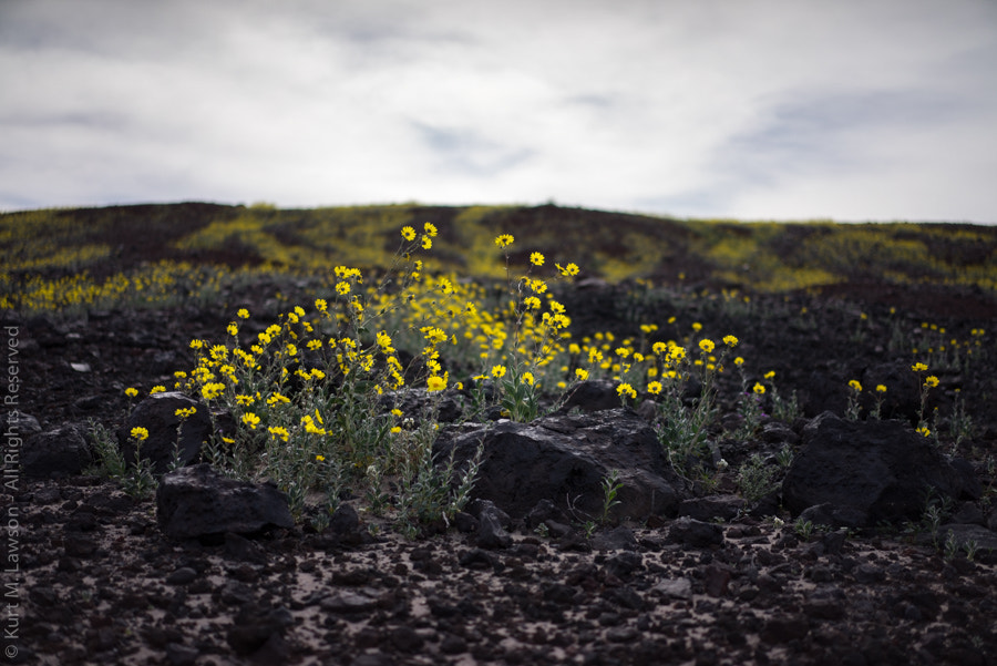 Sony a7R + Sony Sonnar T* FE 55mm F1.8 ZA sample photo. Volcanic gold photography