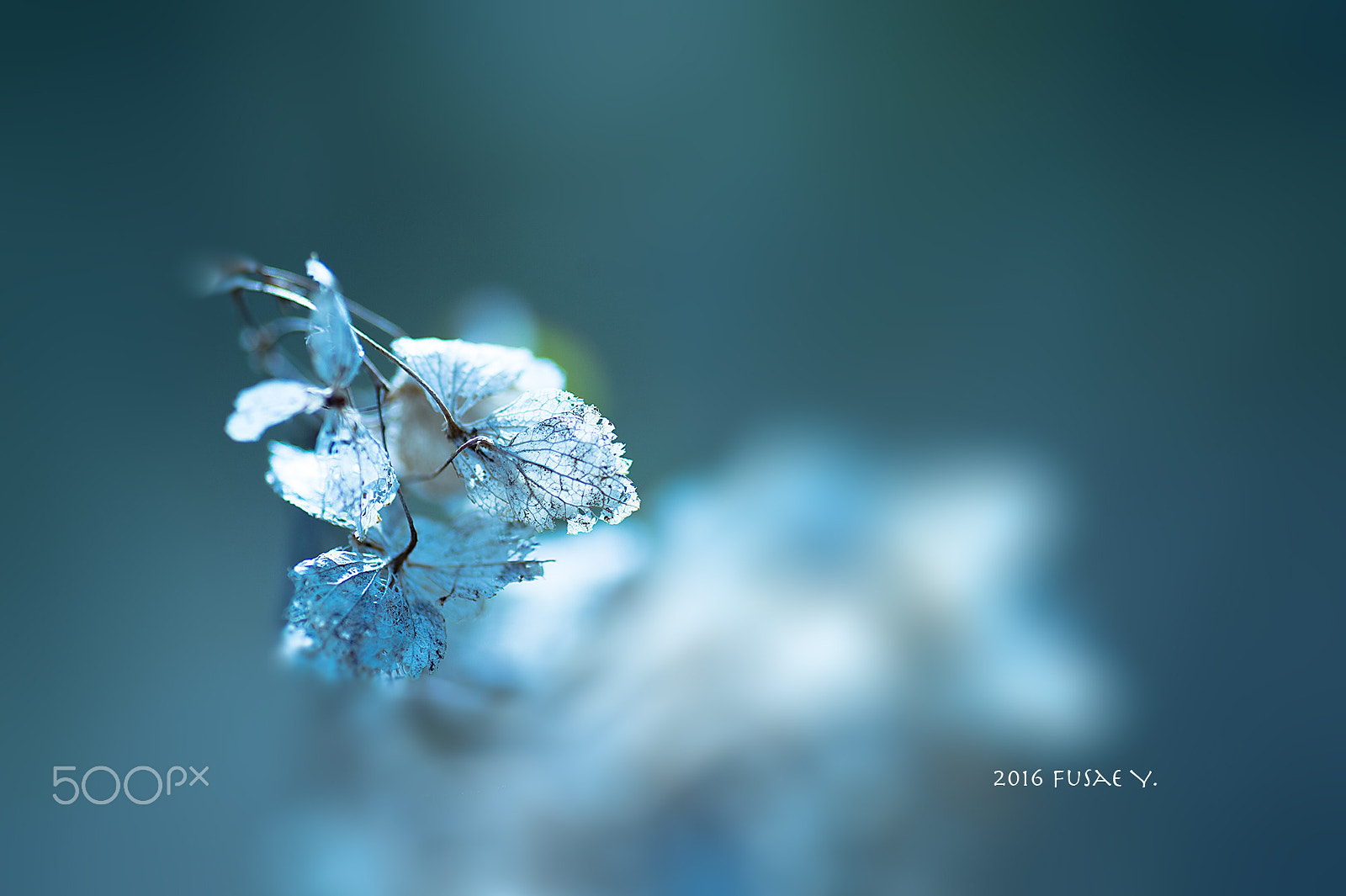 Nikon Df sample photo. Beautiful wither photography