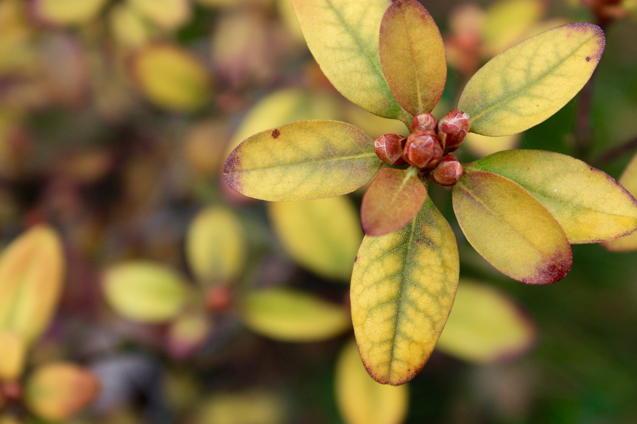 Canon EF-S 18-55mm F3.5-5.6 III sample photo. Something in my garden photography