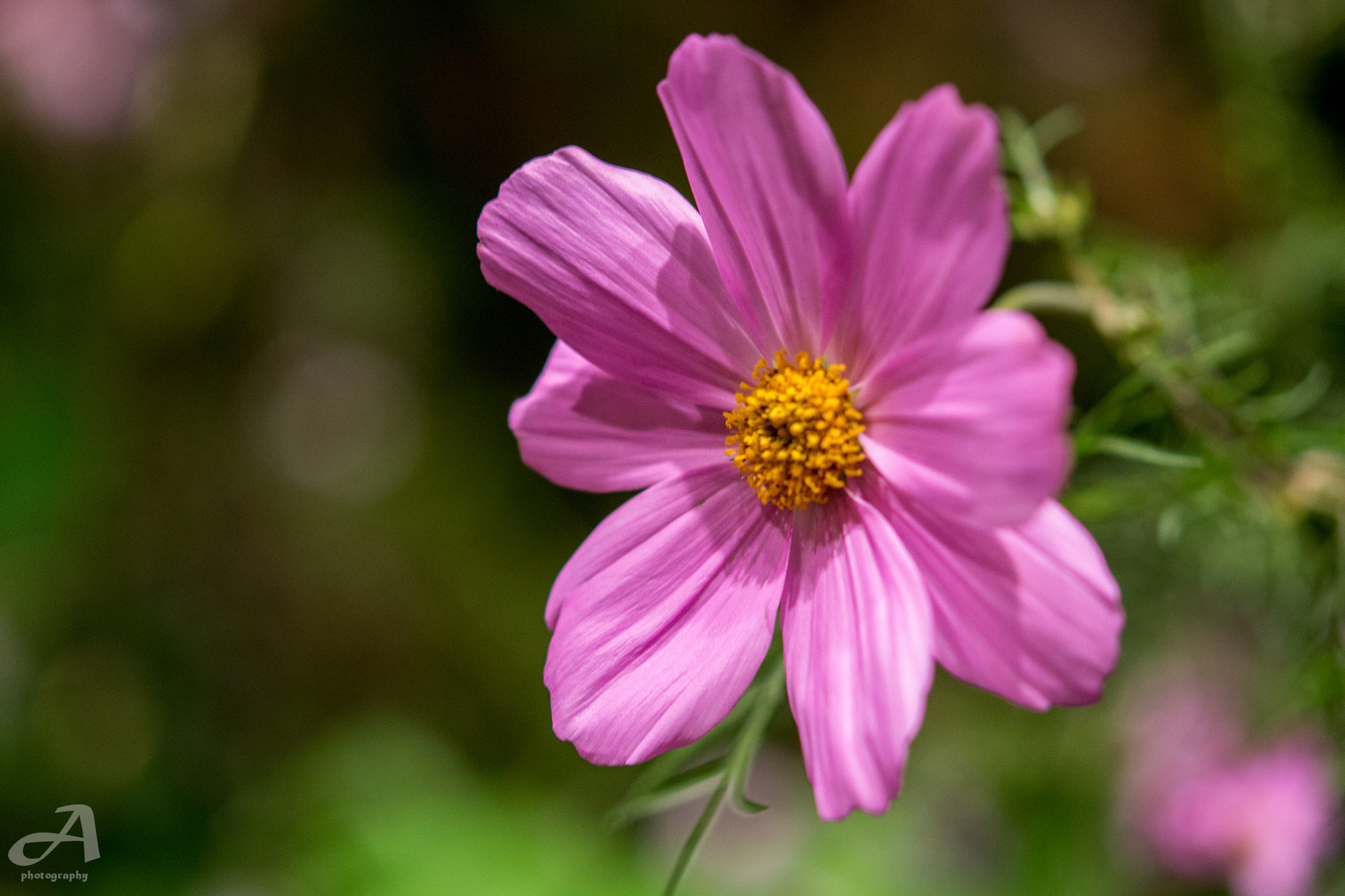 Nikon AF-S Micro-Nikkor 60mm F2.8G ED sample photo. Right. photography