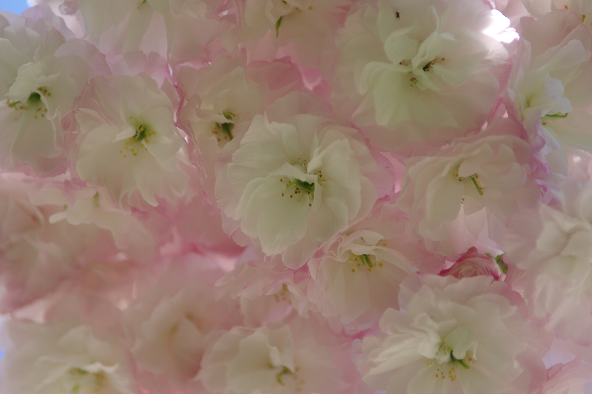 smc PENTAX-FA* 80-200mm F2.8 ED[IF] sample photo. ｃｏｔｔｏｎ ｃａｎｄｙ photography