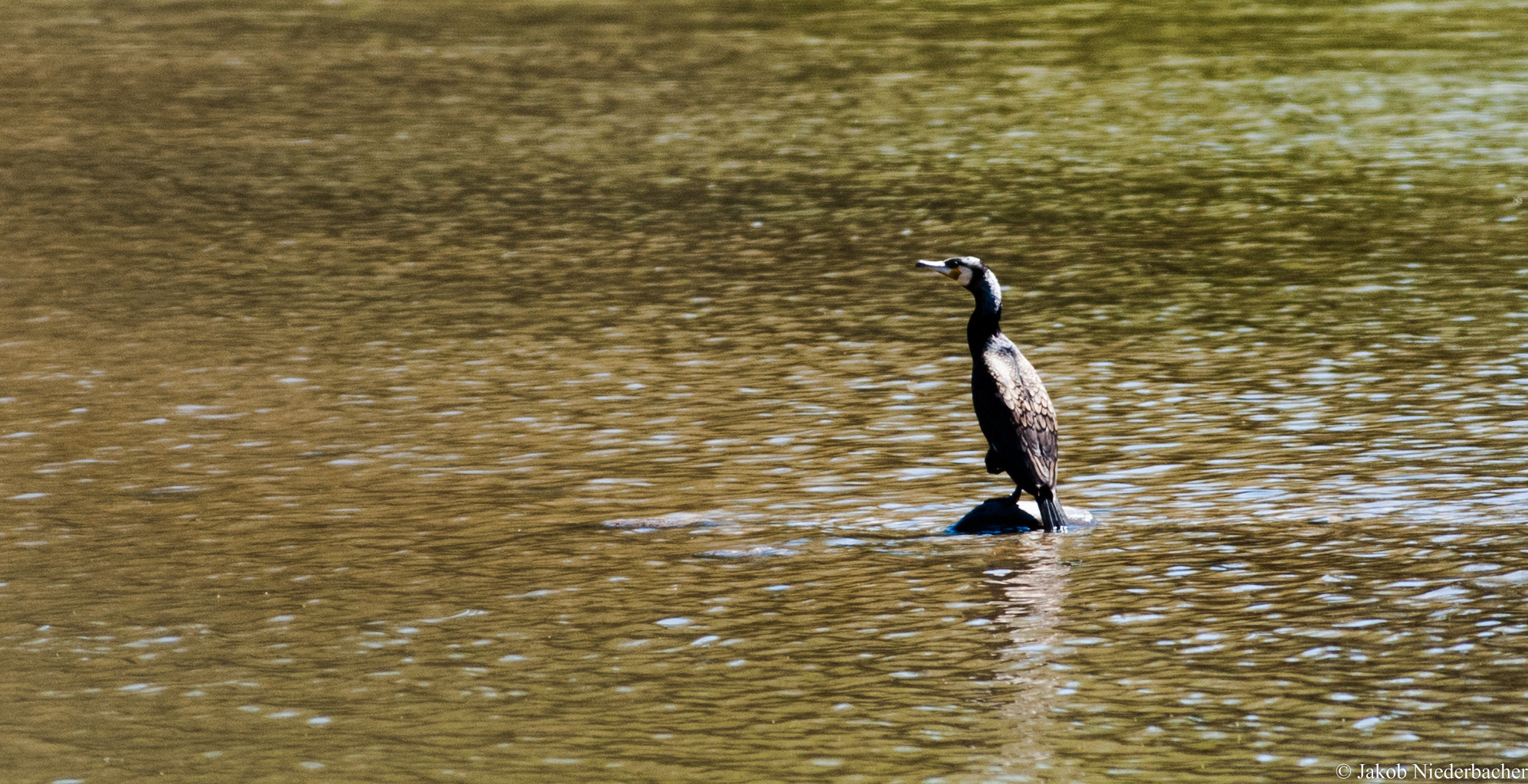Sony Alpha DSLR-A300 sample photo. Fishhunter (phalacrocorax carbo) photography