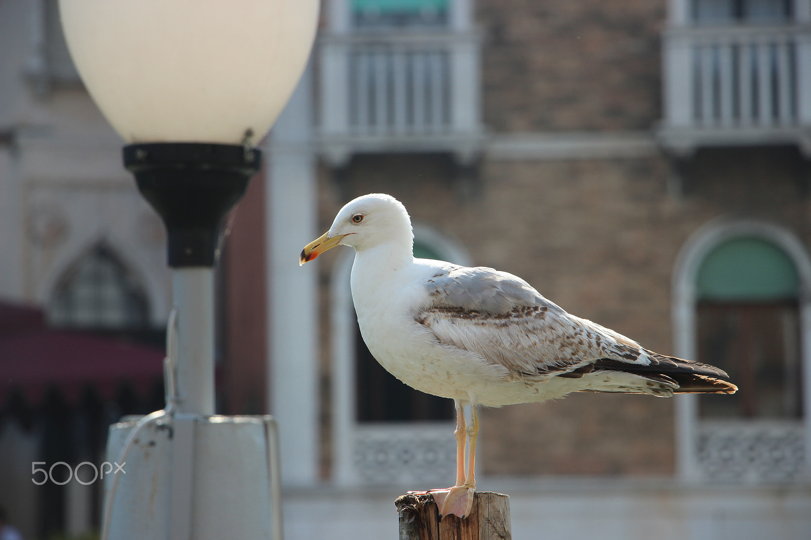 Canon EF-S 18-135mm F3.5-5.6 IS STM sample photo. Seagull in venice photography