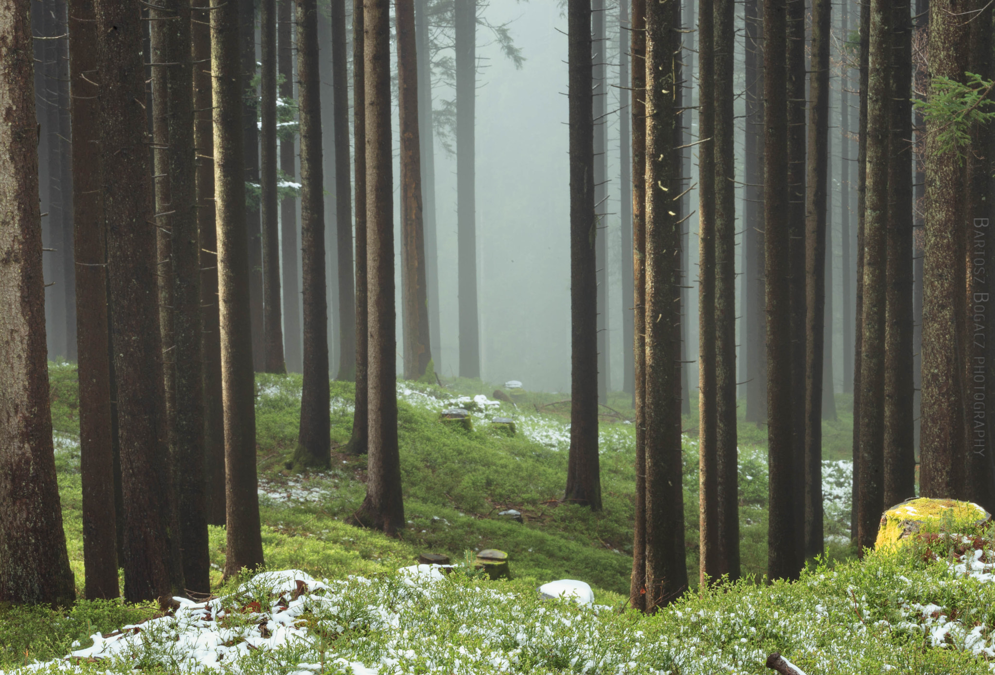 Sigma 150mm f/2.8 EX DG OS HSM APO Macro sample photo. Foggy forest in biberbrugg photography