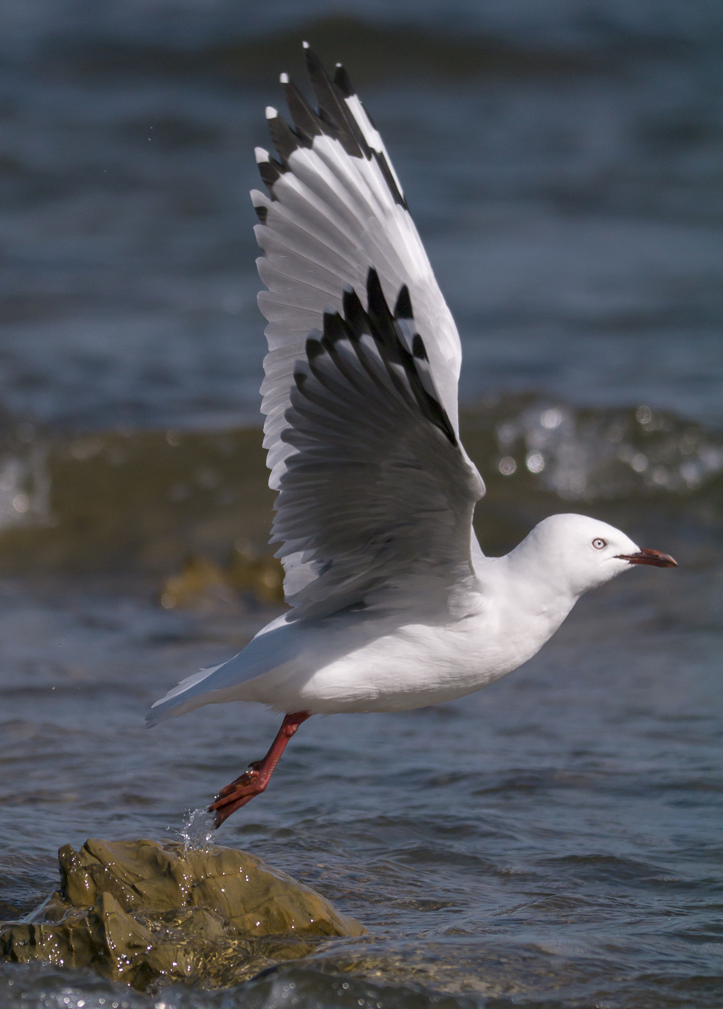 Panasonic Lumix DMC-GX1 sample photo. Gull taking flight photography
