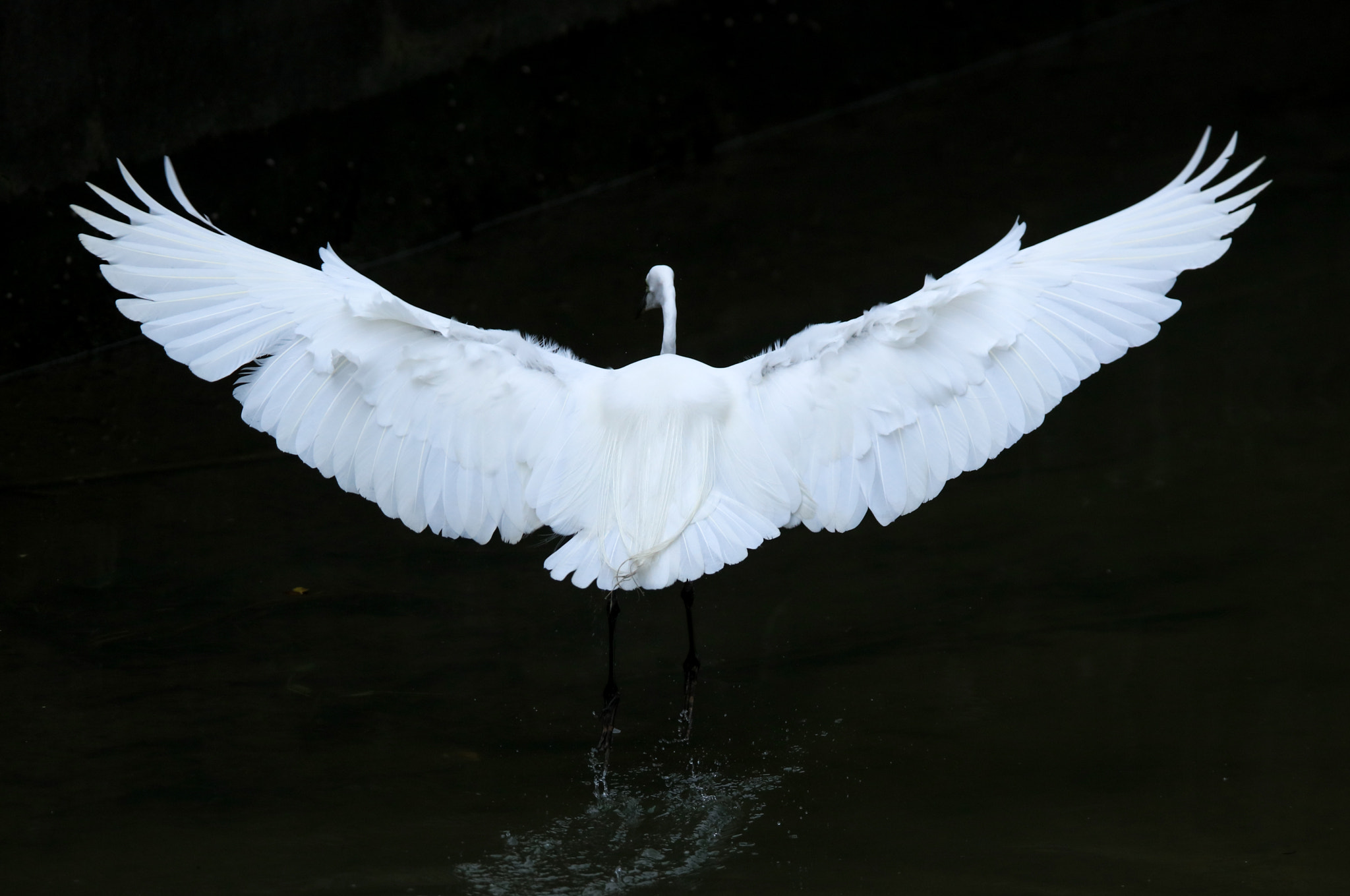 Tamron SP 150-600mm F5-6.3 Di VC USD sample photo. Great egret photography
