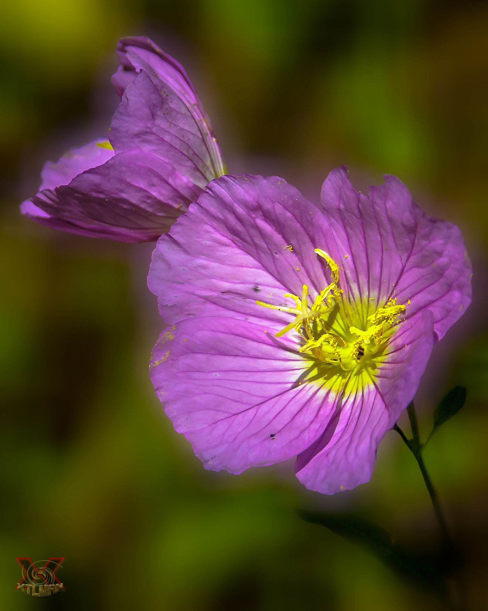 Nikon D70 sample photo. Pretty in pink photography