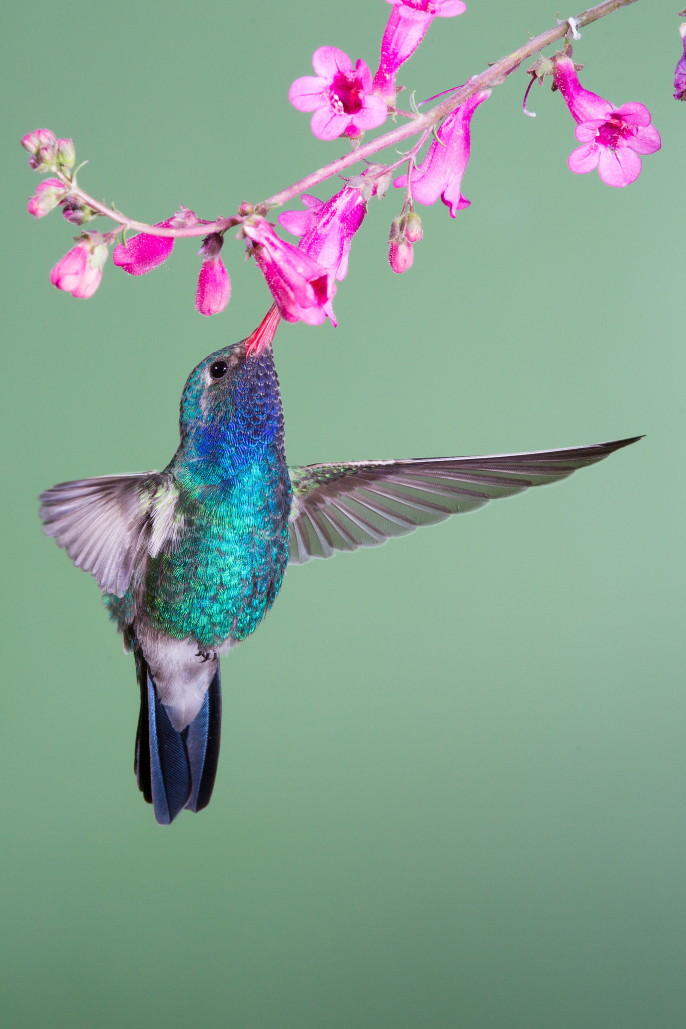 Canon EF 600mm f/4L IS sample photo. Broad-billed hummingbird photography