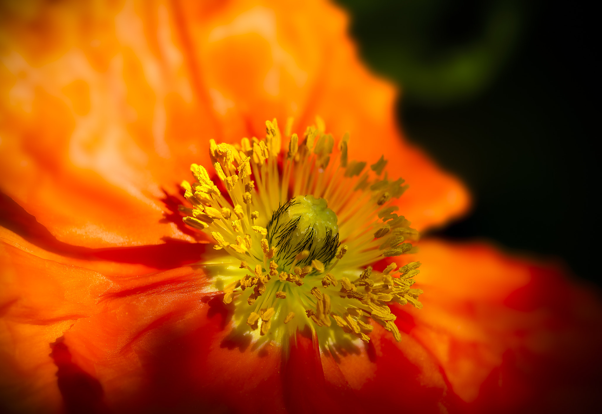 Sigma 150mm F2.8 EX DG Macro HSM sample photo. Poppy love photography