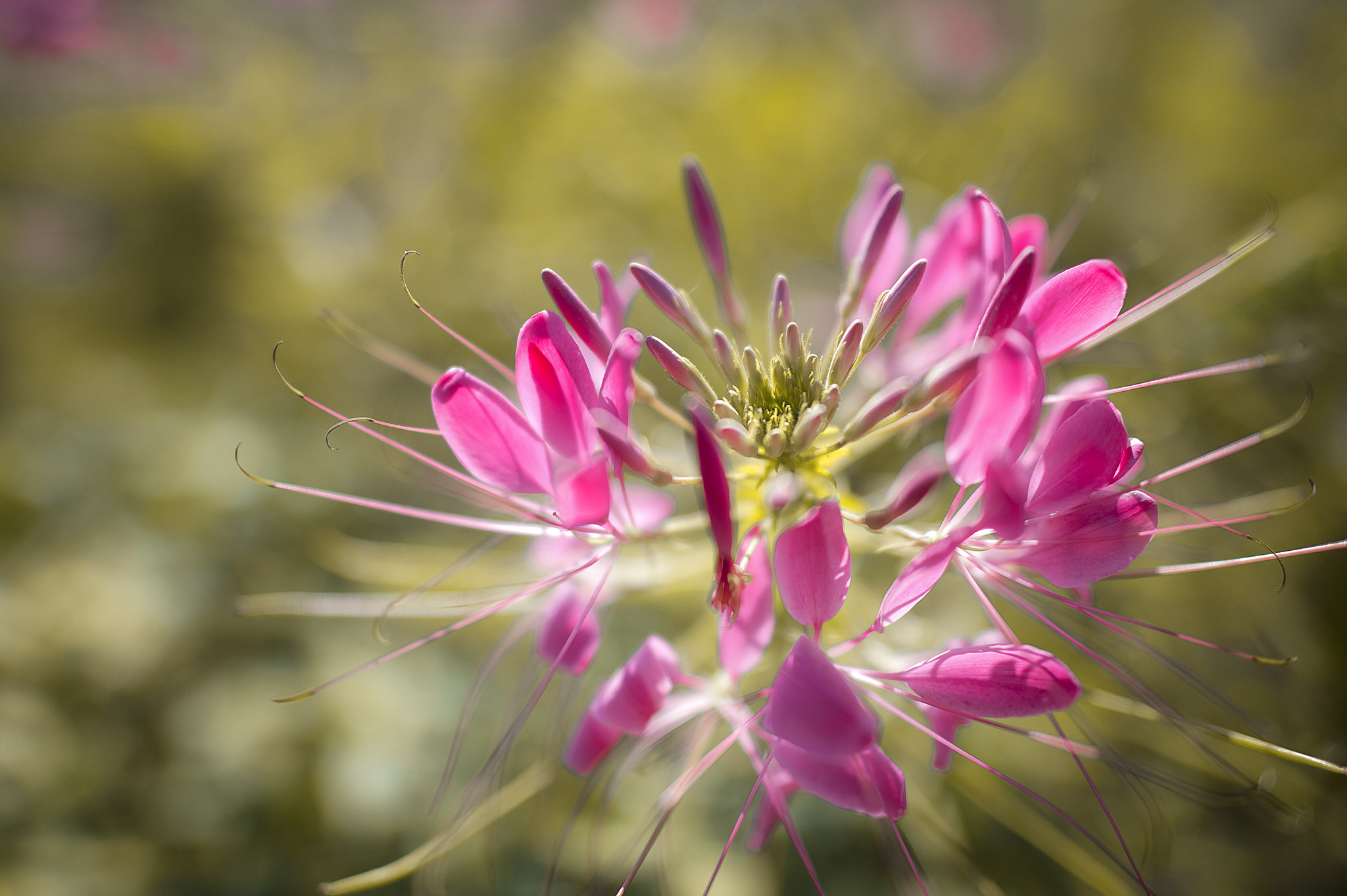 Nikon AF-S Nikkor 24mm F1.4G ED sample photo. Cleome photography