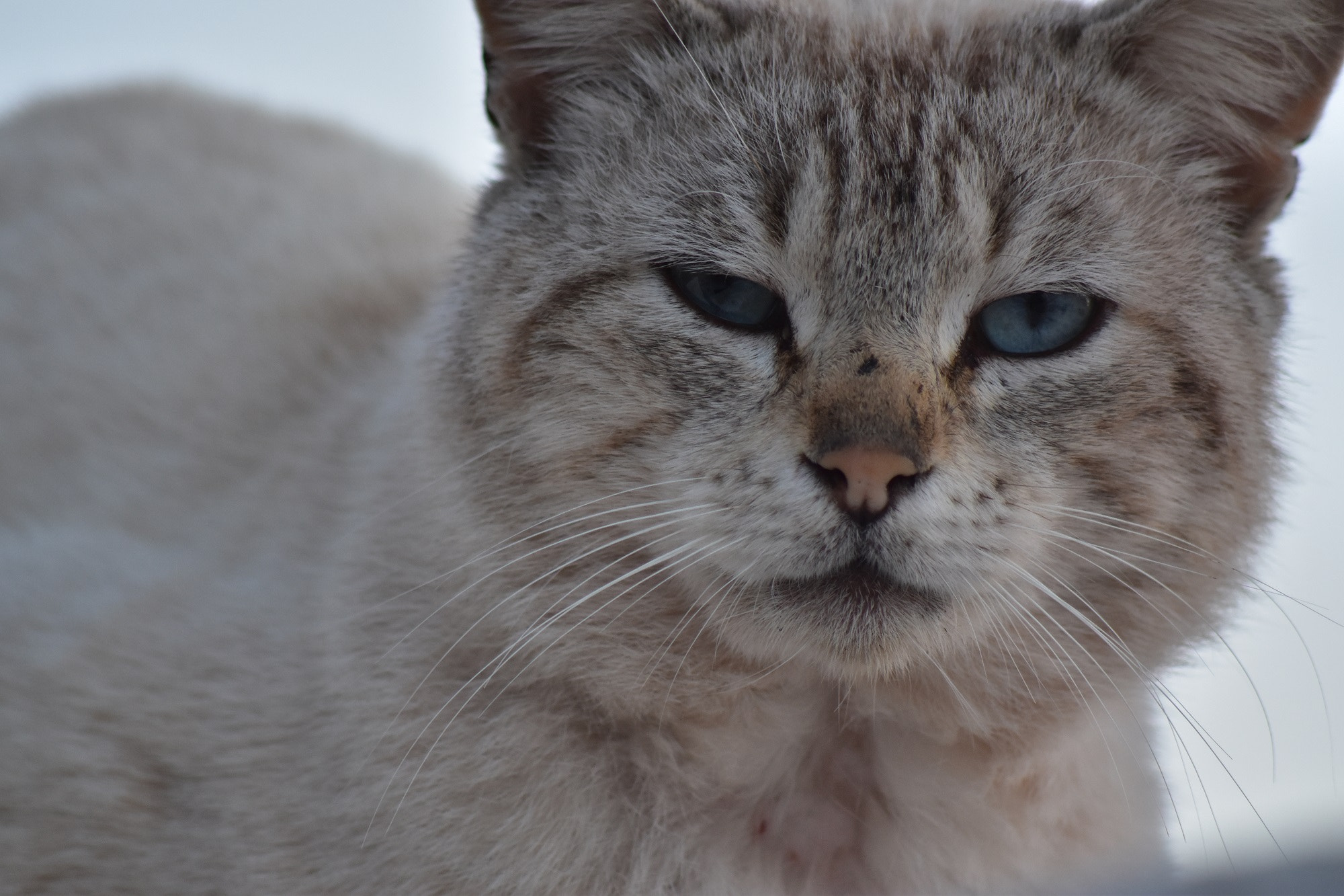 Sigma 70-300mm F4-5.6 APO DG Macro sample photo. Cat photography